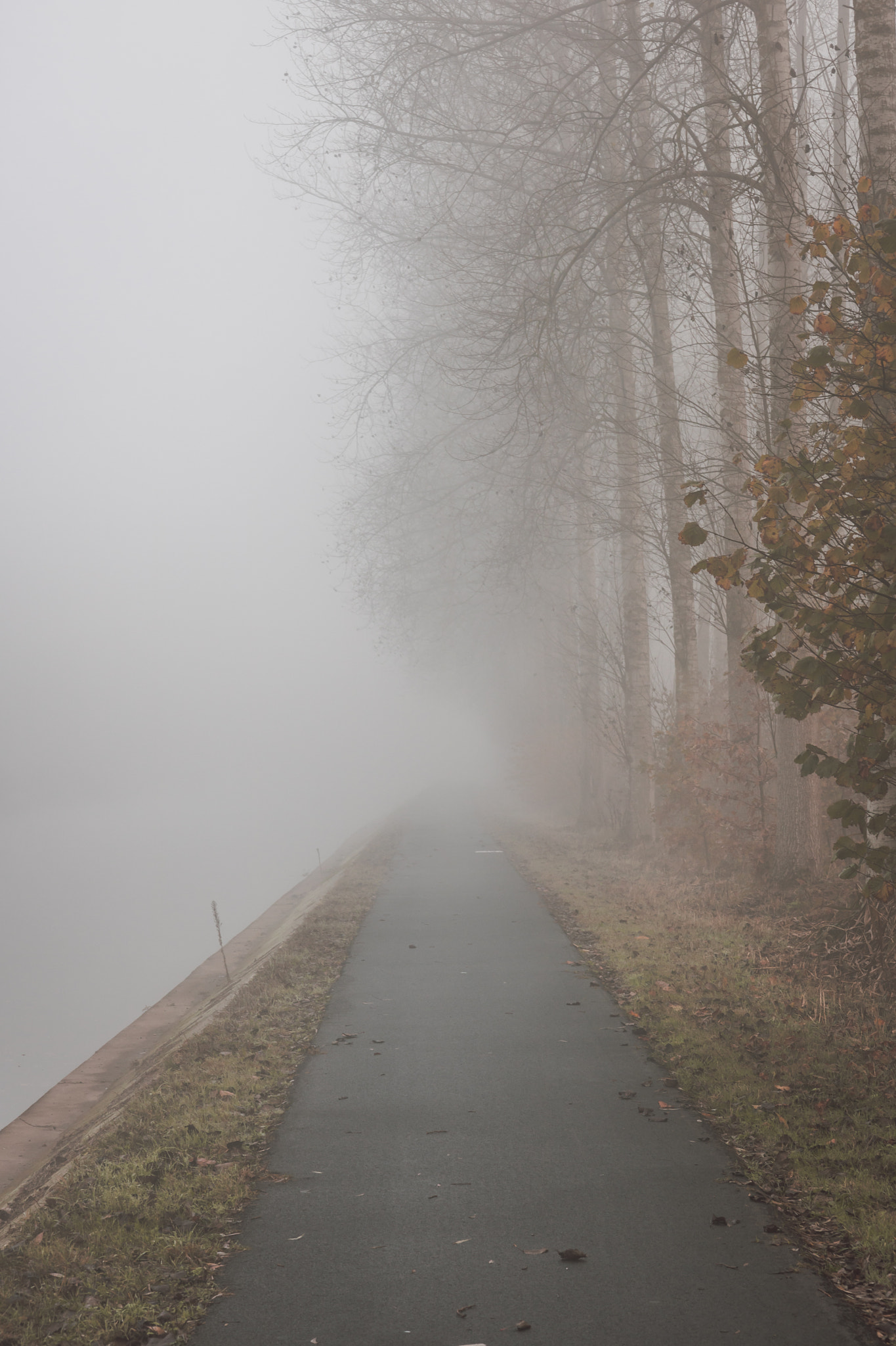 Canon EOS 750D (EOS Rebel T6i / EOS Kiss X8i) sample photo. Into the mist photography