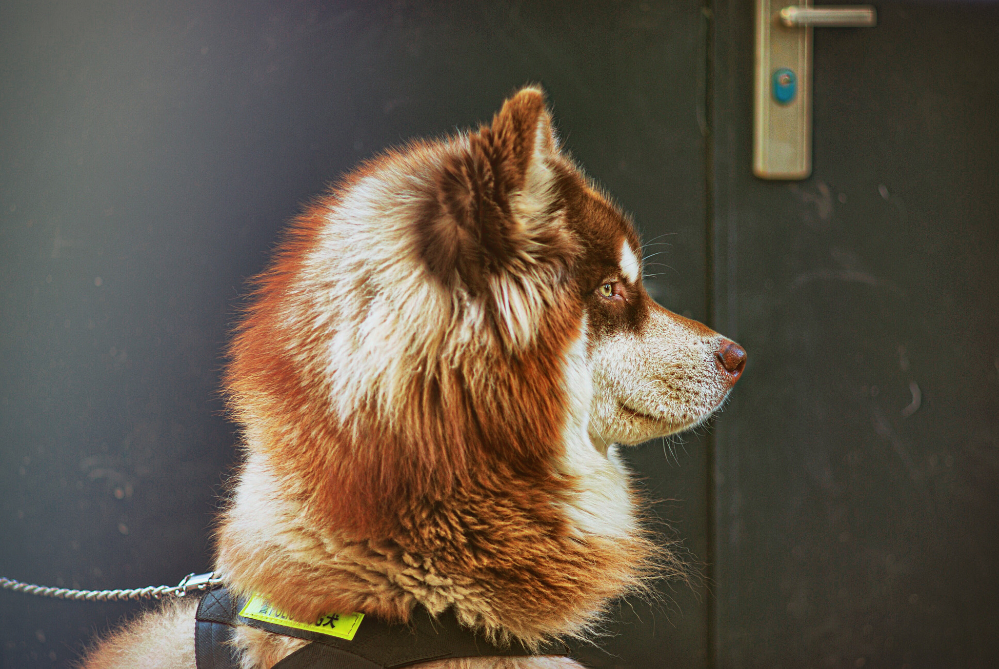 Pentax K10D sample photo. Alaskan malamute photography