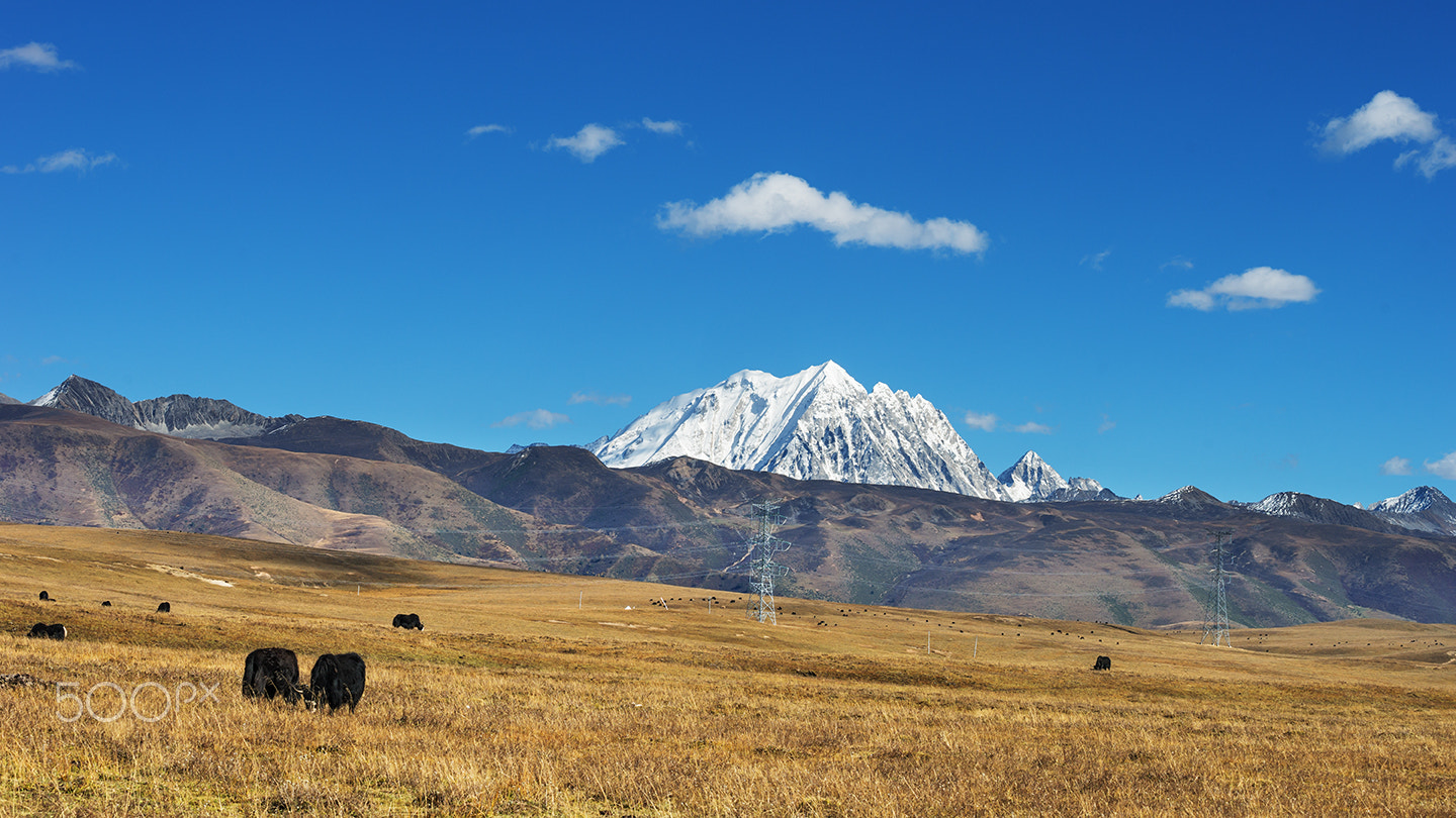 Sony a99 II + Minolta/Sony AF 70-200mm F2.8 G sample photo. The crown of god-mount yala 2 photography