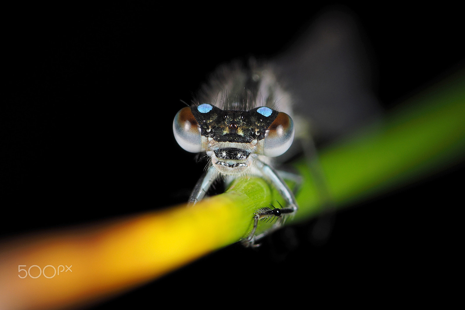 Olympus OM-D E-M1 + OLYMPUS 50mm Lens sample photo. Damselfly photography