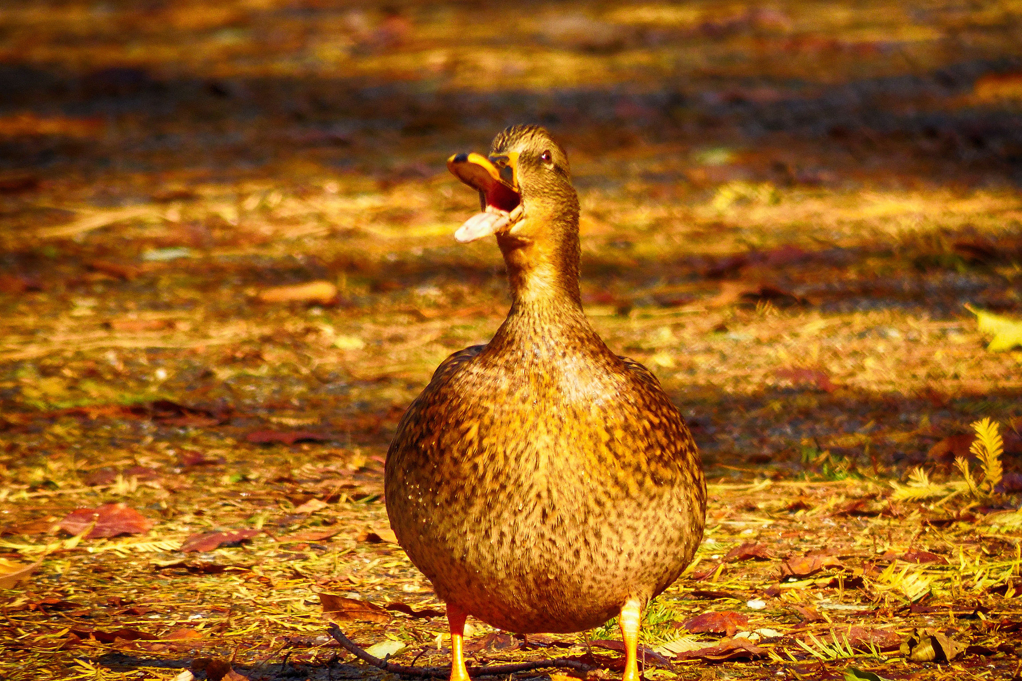 Samsung WB2200F sample photo. 11.jpg photography