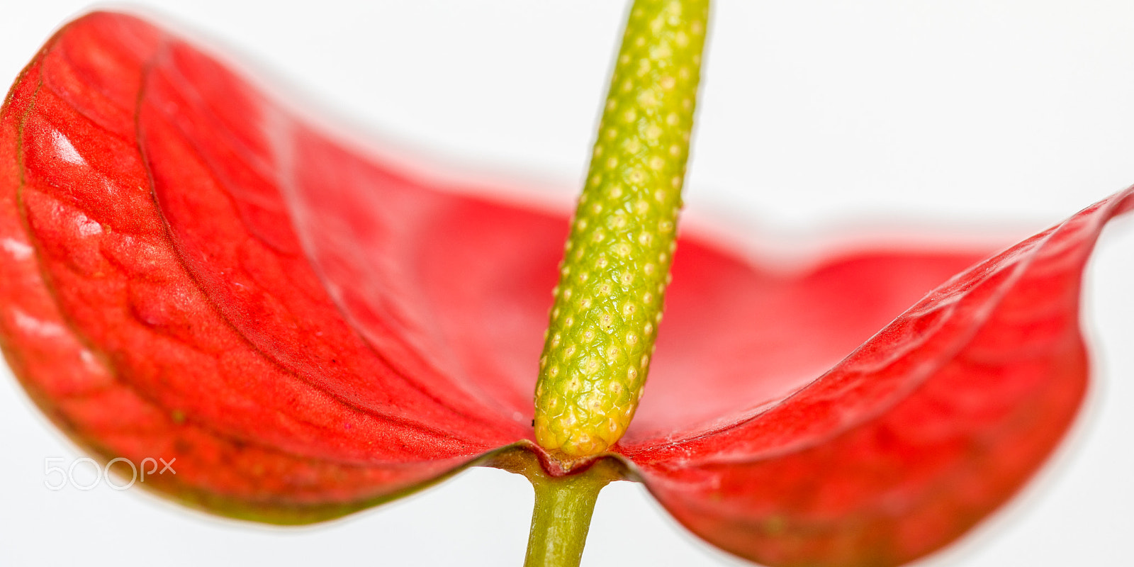 Canon EF 100mm F2.8 Macro USM sample photo. Anthurium photography