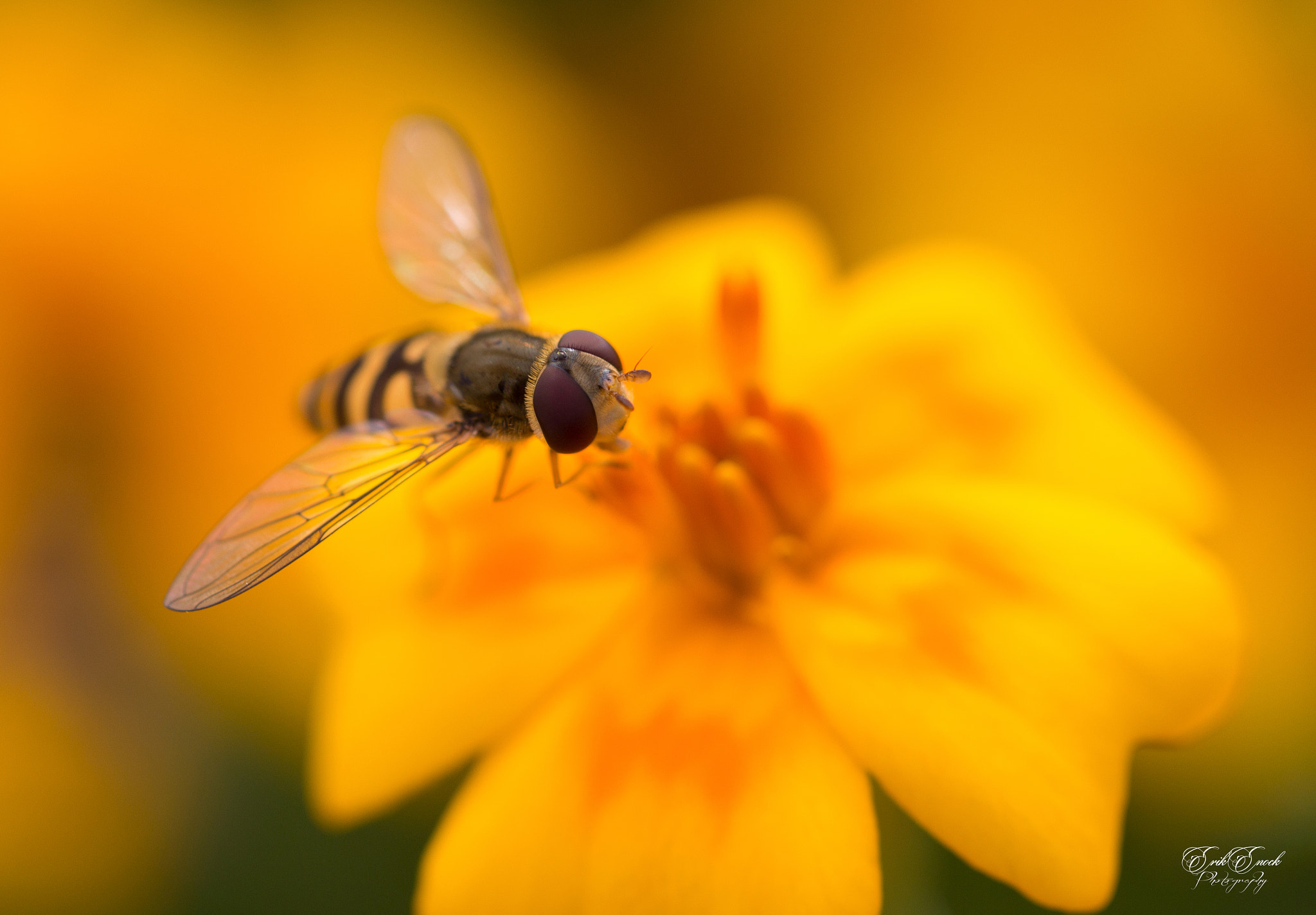 Canon EF 100mm F2.8L Macro IS USM sample photo. . photography