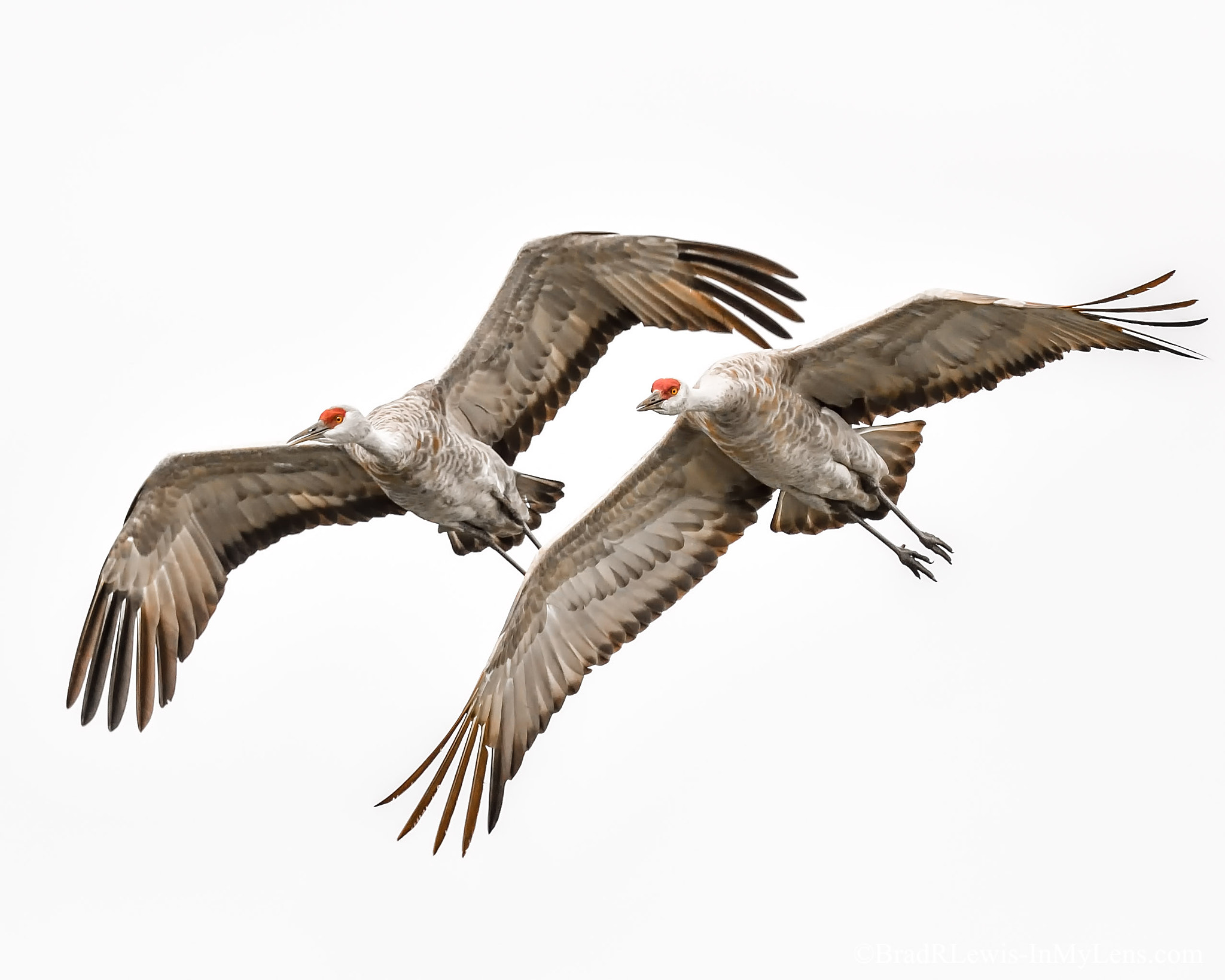 Nikon D5 sample photo. Sandhill cranes on a foggy day photography