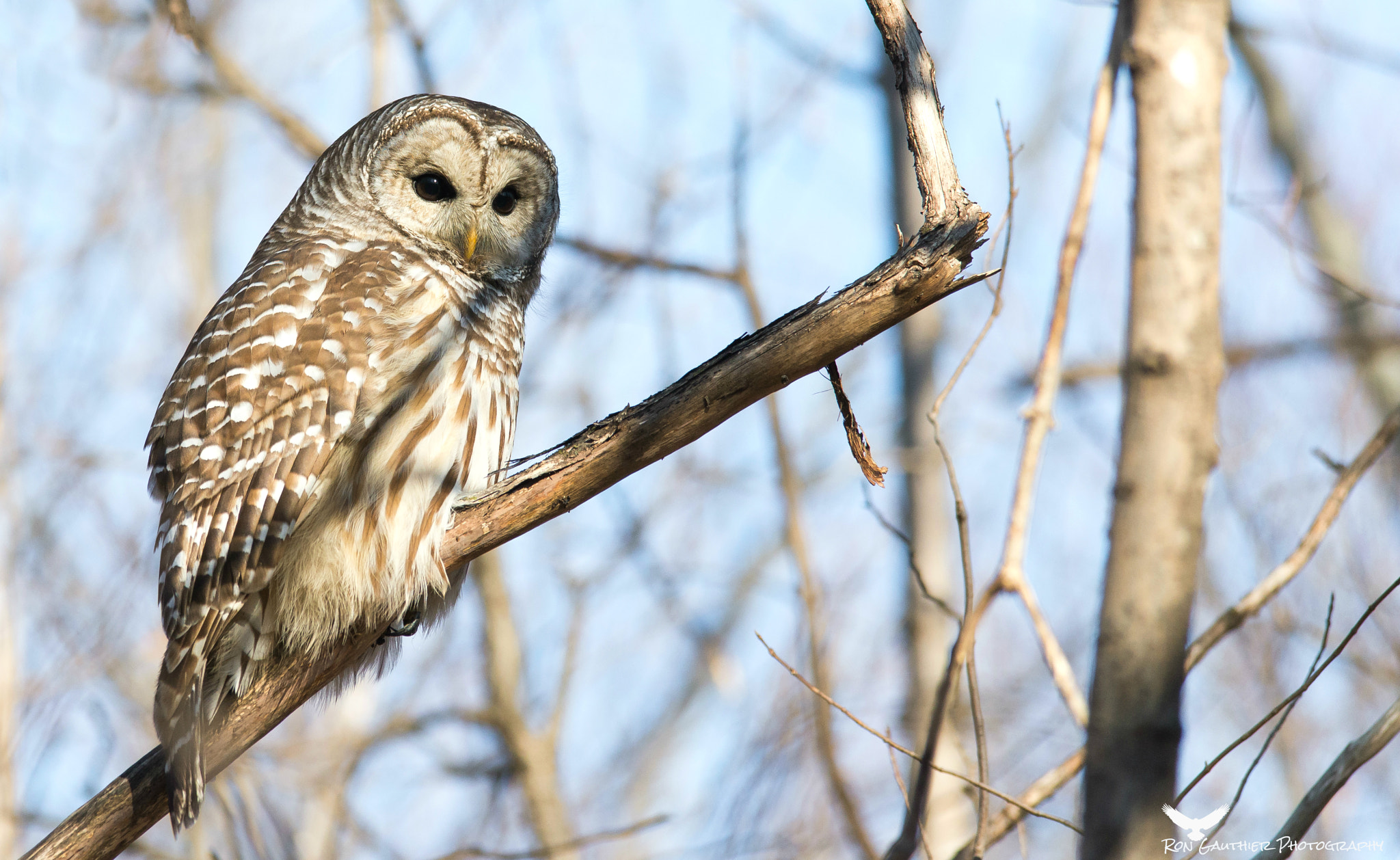 Sigma 150-500mm F5-6.3 DG OS HSM sample photo. Just enjoying the sun !! photography