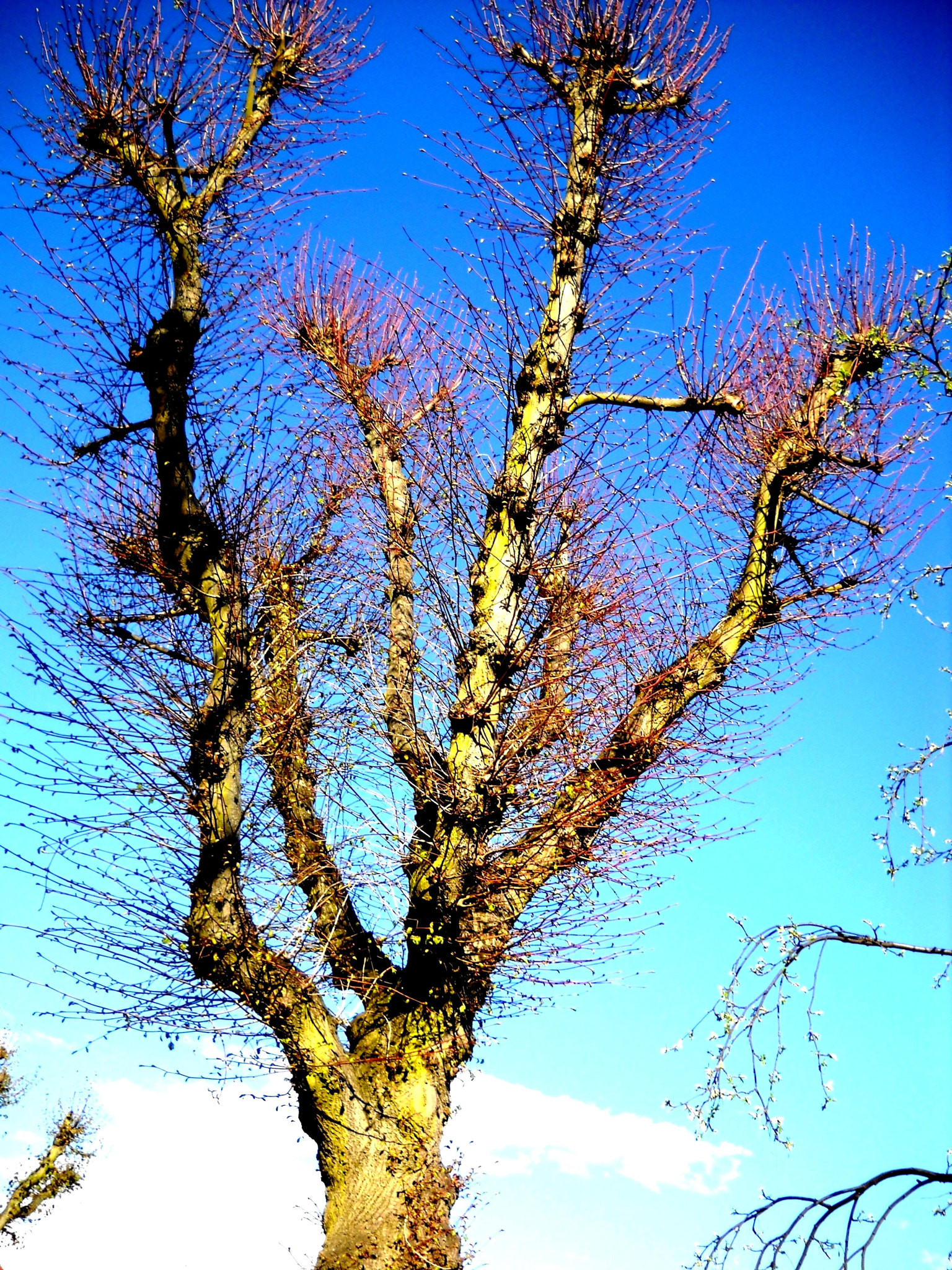 Nikon Coolpix L20 sample photo. Tree in blue sky photography