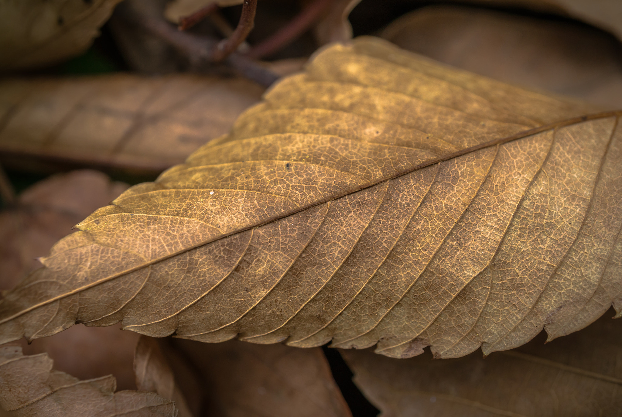 Sony Alpha NEX-5N + Sony E 30mm F3.5 Macro sample photo. Brown scent photography