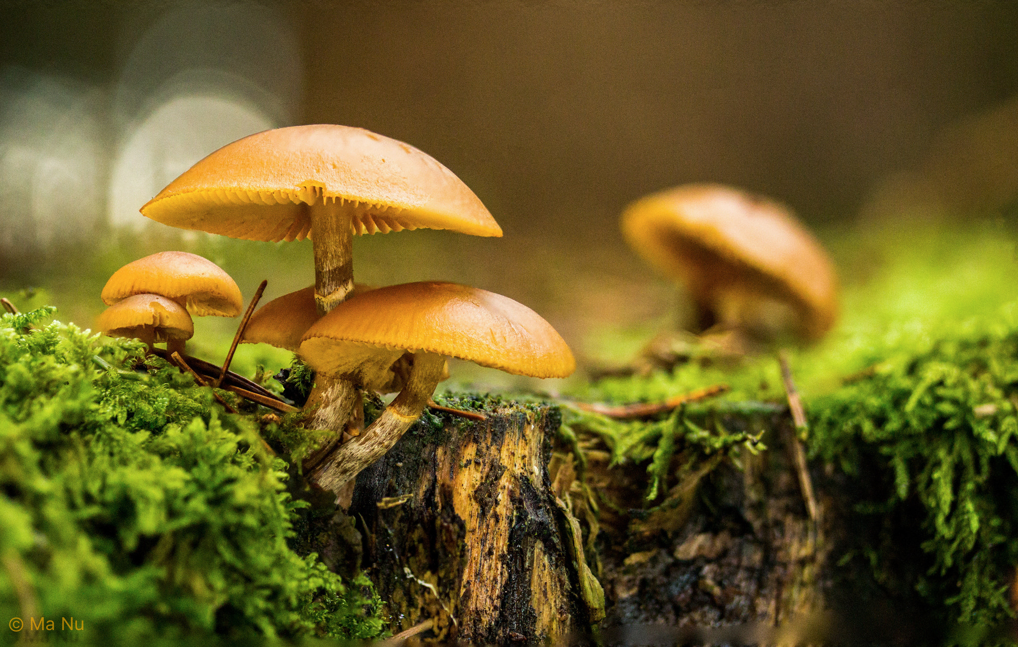 Canon EF-S 60mm F2.8 Macro USM sample photo. Mushroon family photography