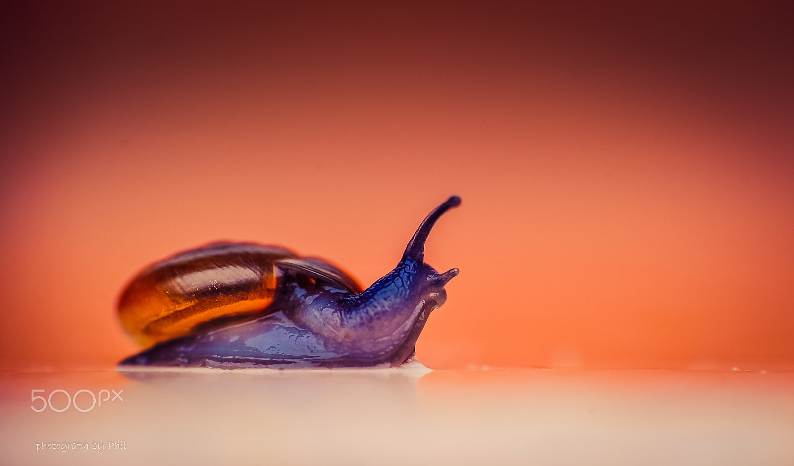 Nikon D700 + Nikon AF Nikkor 105mm F2D DC sample photo. Snail photography