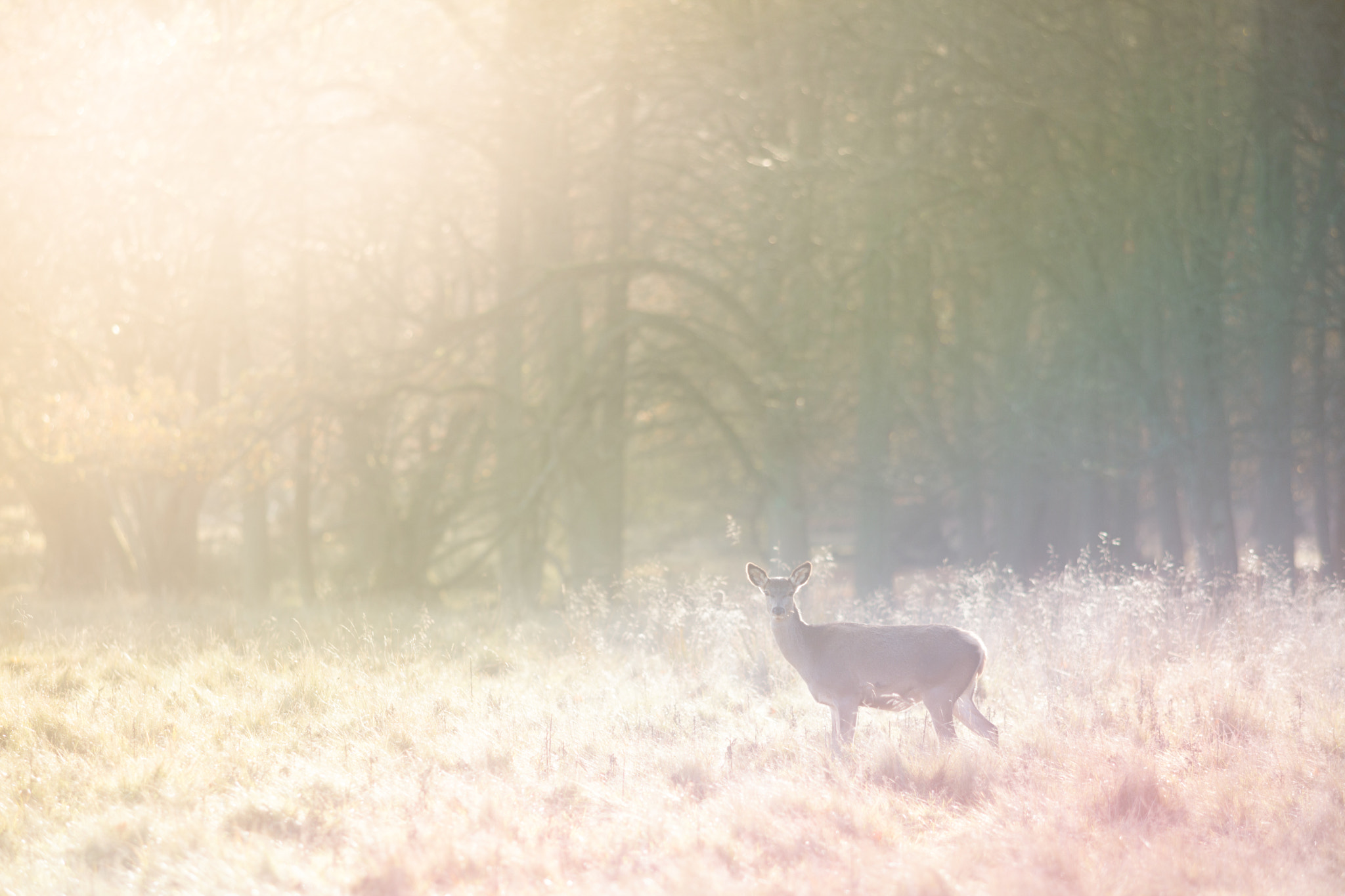 Canon EF 200mm F2.8L II USM sample photo. Deer in magic light photography