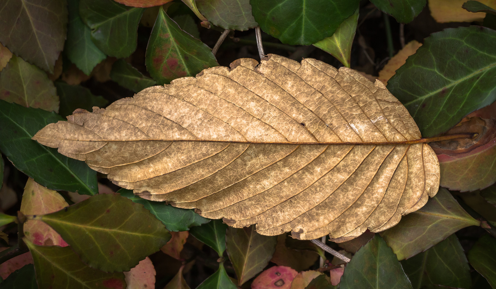 Sony Alpha NEX-5N sample photo. Autumn portrait photography