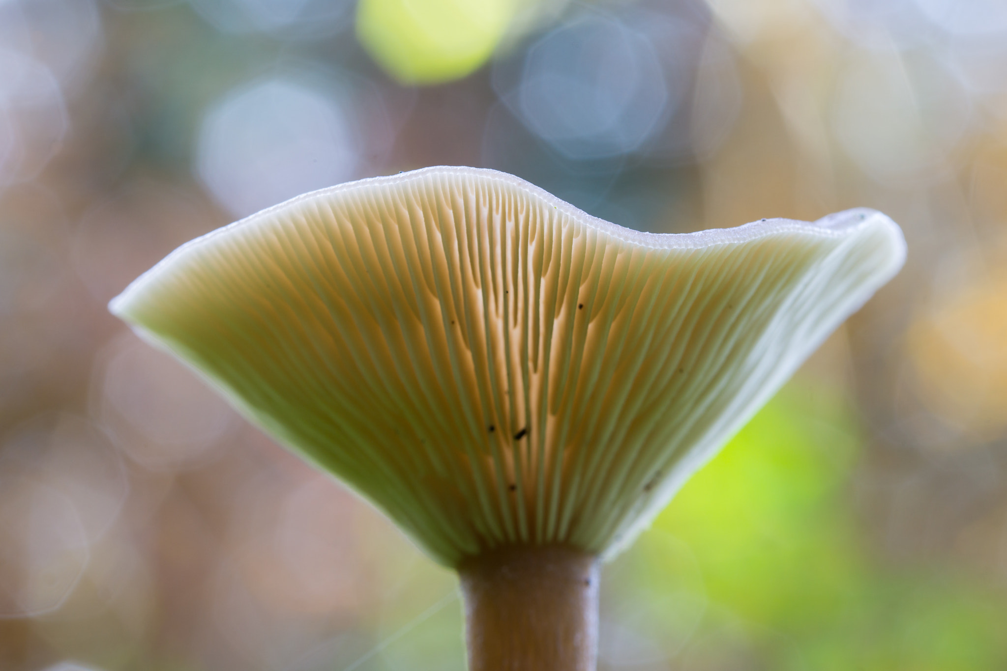 Tamron 18-270mm F3.5-6.3 Di II PZD sample photo. Pilz als lampenschirm photography