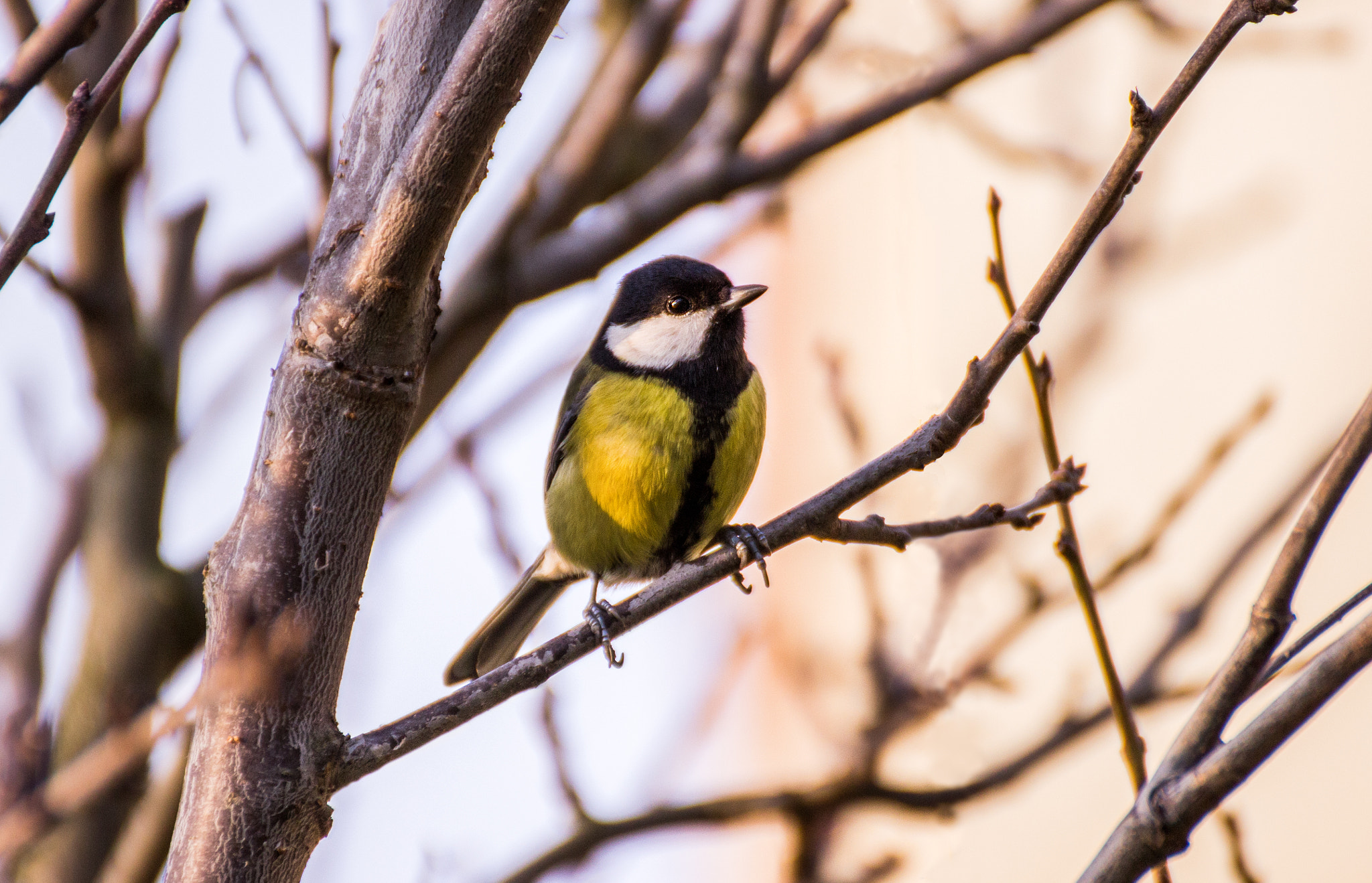 Canon EOS 600D (Rebel EOS T3i / EOS Kiss X5) sample photo. Great tit photography