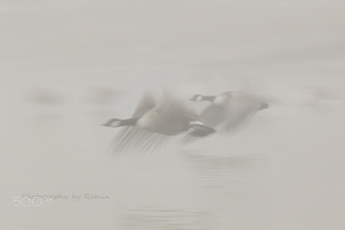 Canon EF 500mm F4L IS II USM sample photo. Beauty of flight !!! photography