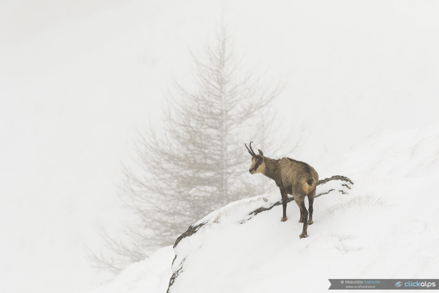 Canon EF 300mm F2.8L IS USM sample photo. Chamois photography