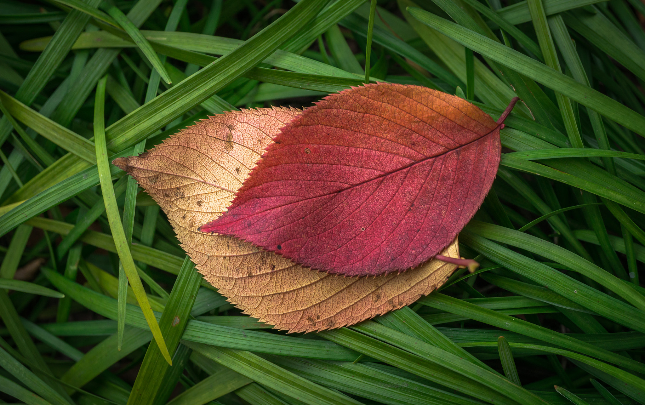 Sony Alpha NEX-5N + Sony E 30mm F3.5 Macro sample photo. Autumn mark photography