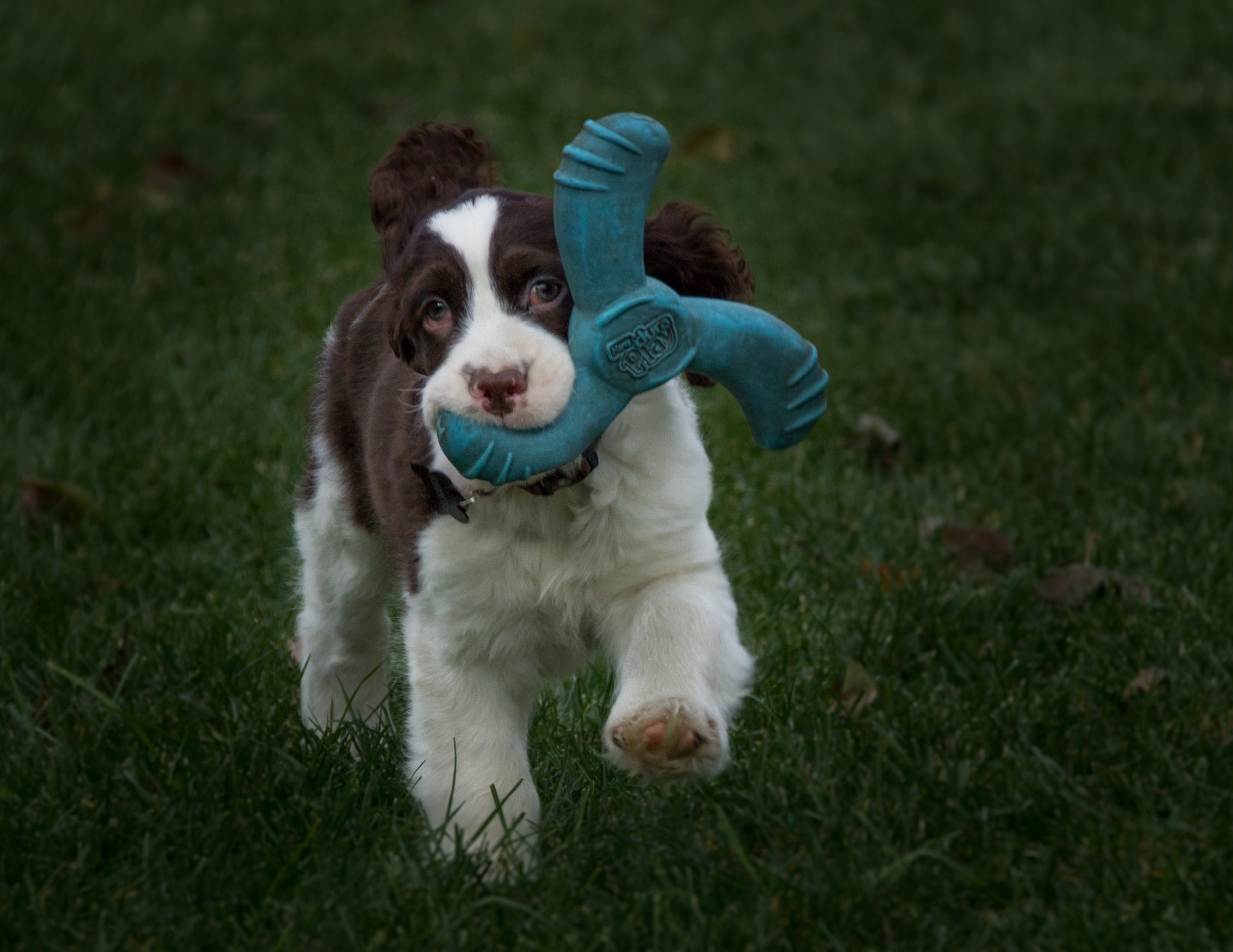 Canon EOS 550D (EOS Rebel T2i / EOS Kiss X4) sample photo. One paw forward photography