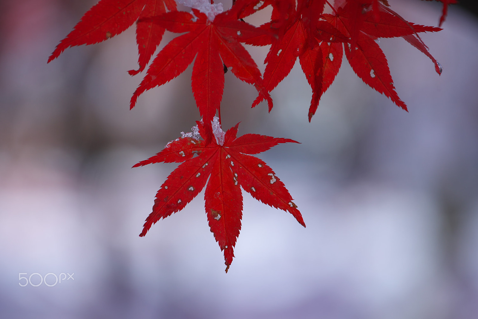 VR 70-200mm F/4.0 G sample photo. Autumn to winter photography
