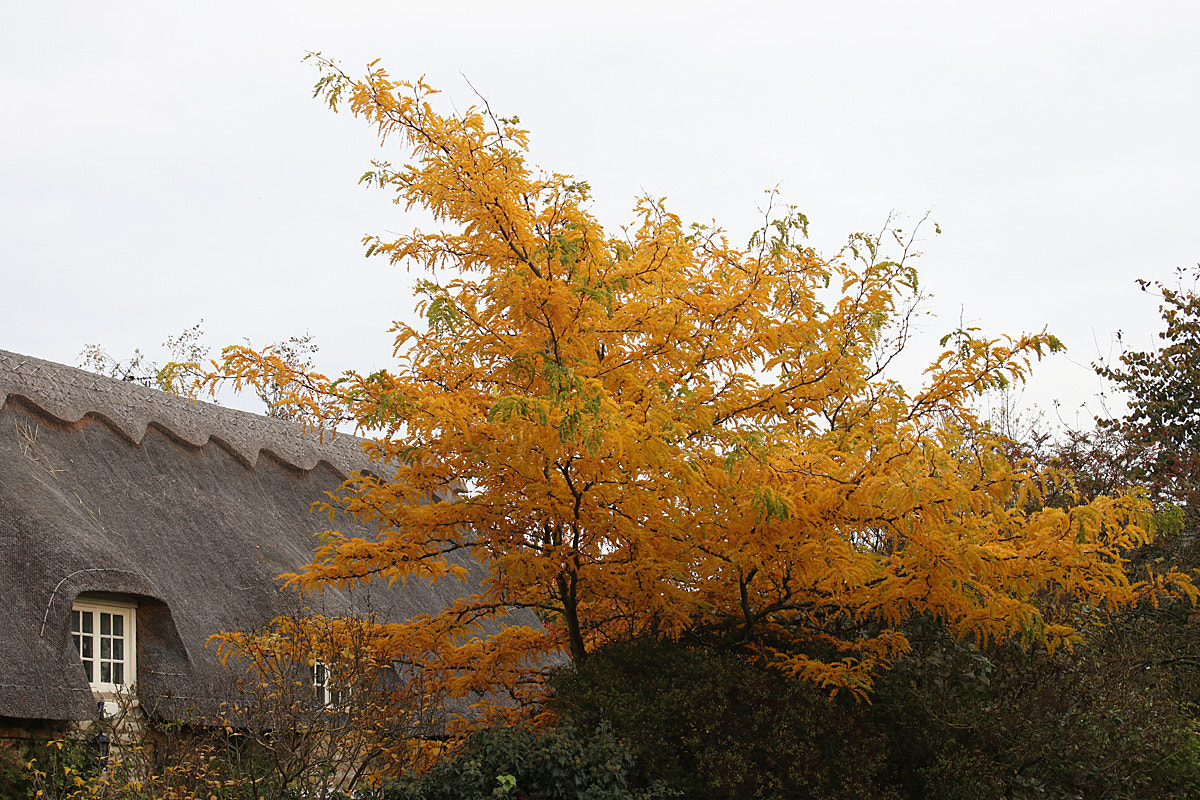 Canon EOS 80D sample photo. Autumn colour photography