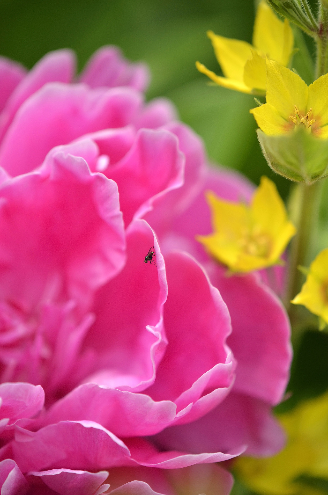 Nikon AF-S DX Micro-Nikkor 85mm F3.5G ED VR sample photo. Les petits visiteurs (4) photography