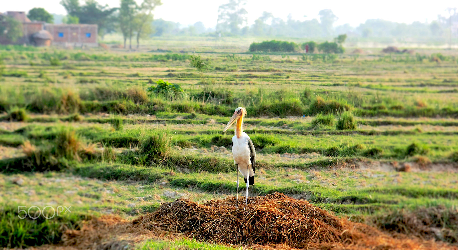 Canon EOS 550D (EOS Rebel T2i / EOS Kiss X4) sample photo. Lesser adjutant (leptoptilos javanicus) from nepal photography