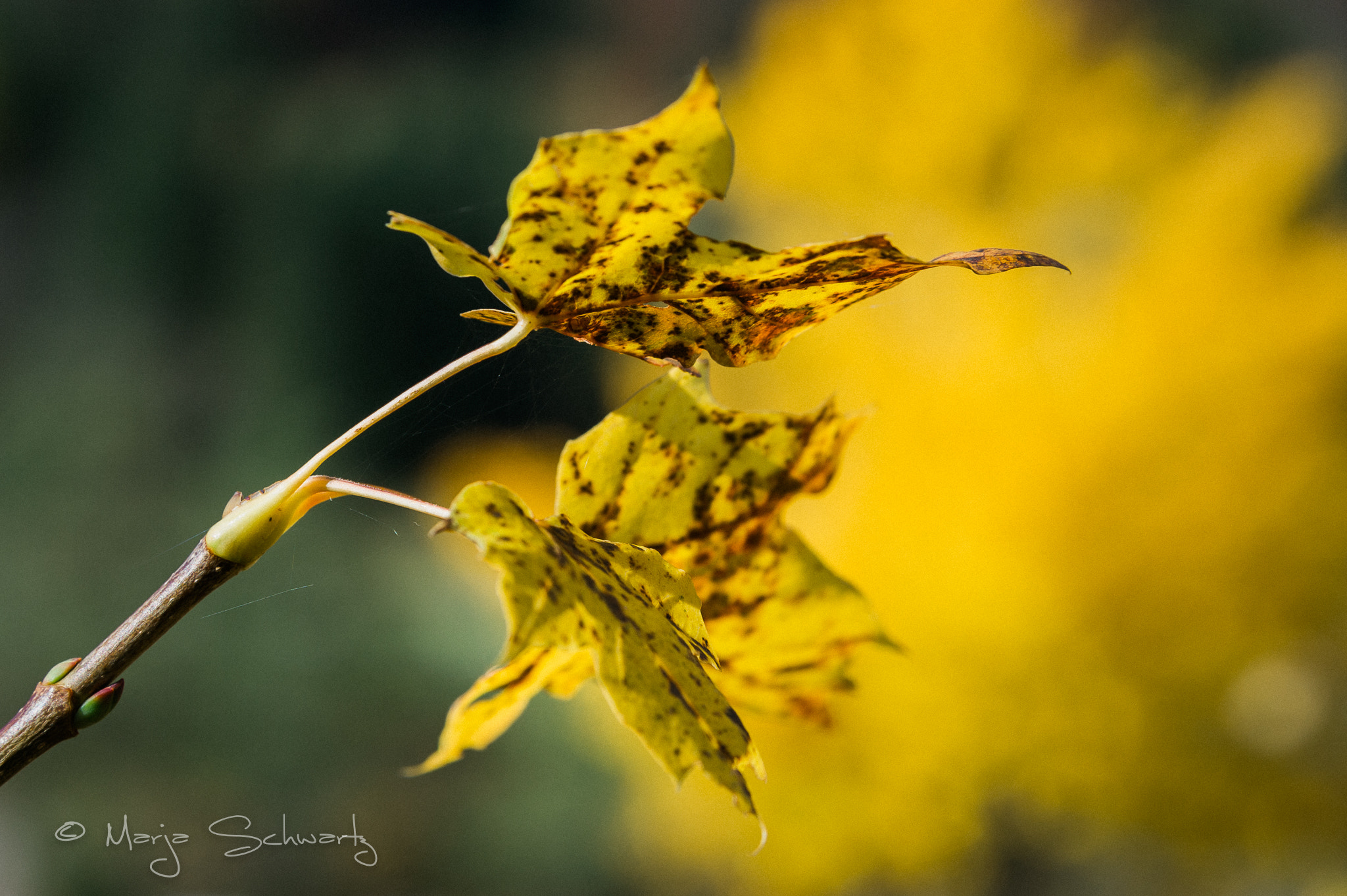 Nikon D3S sample photo. Autumn photography