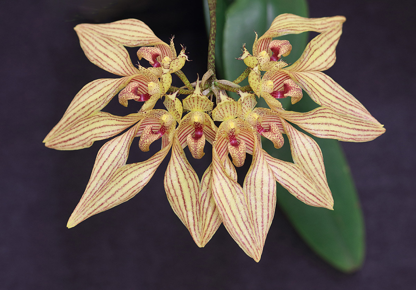 Canon EF-S 55-250mm F4-5.6 IS II sample photo. Bulbophyllum annandalei photography
