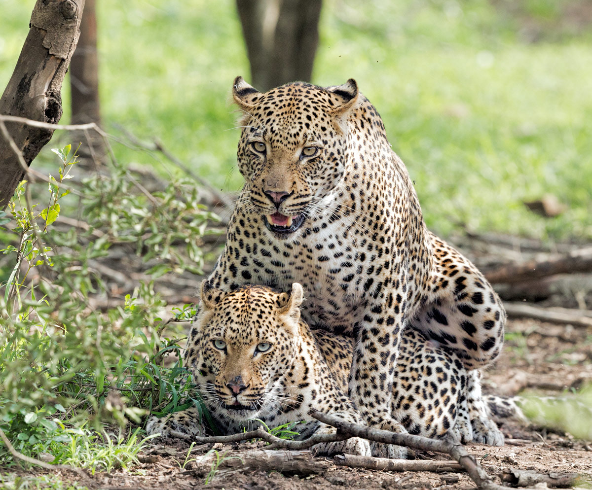 Canon EF 500mm F4L IS II USM sample photo. Leopard mating photography