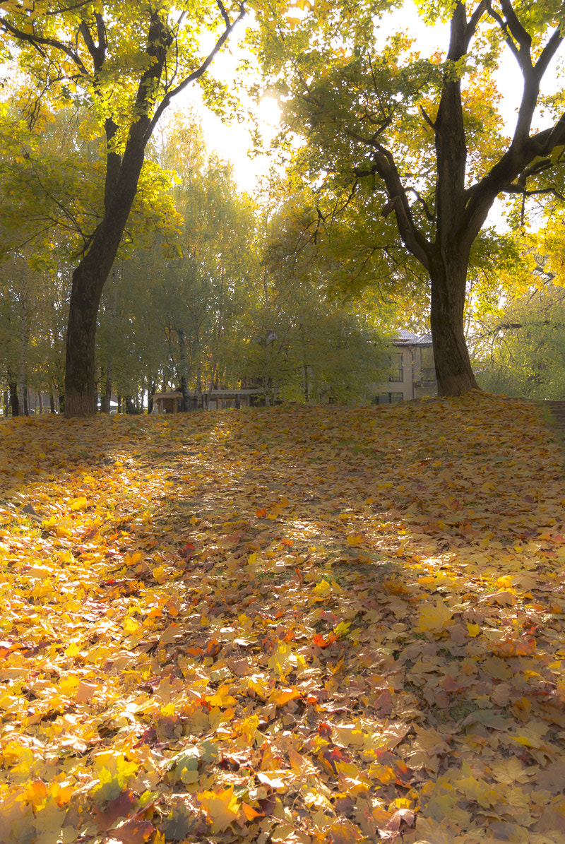 Nikon 1 Nikkor 11-27.5mm F3.5-5.6 sample photo. Осень photography