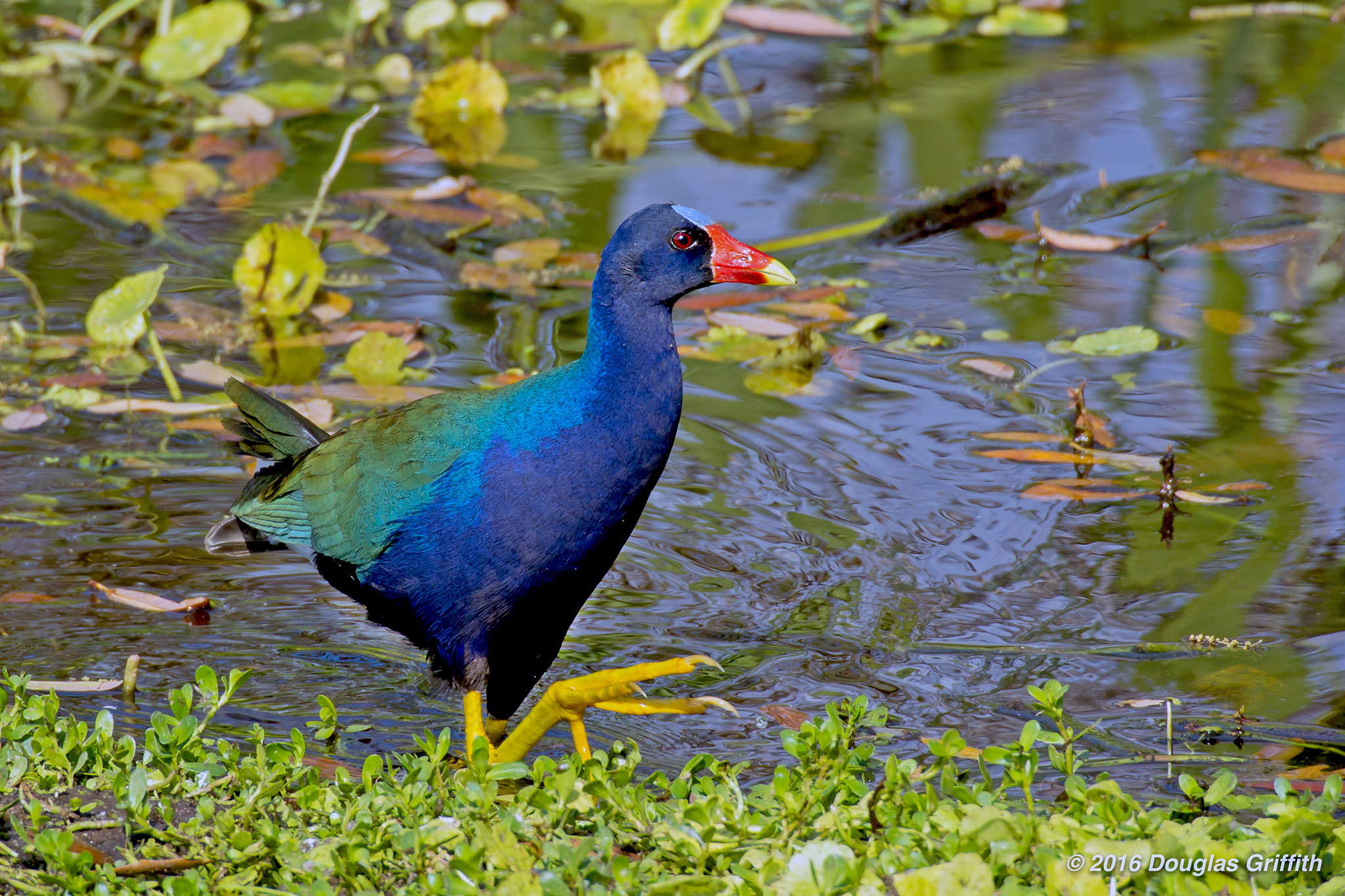 Nikon 1 Nikkor VR 70-300mm F4.5-5.6 sample photo. American purple gallinule (porphyrio martinicus) photography