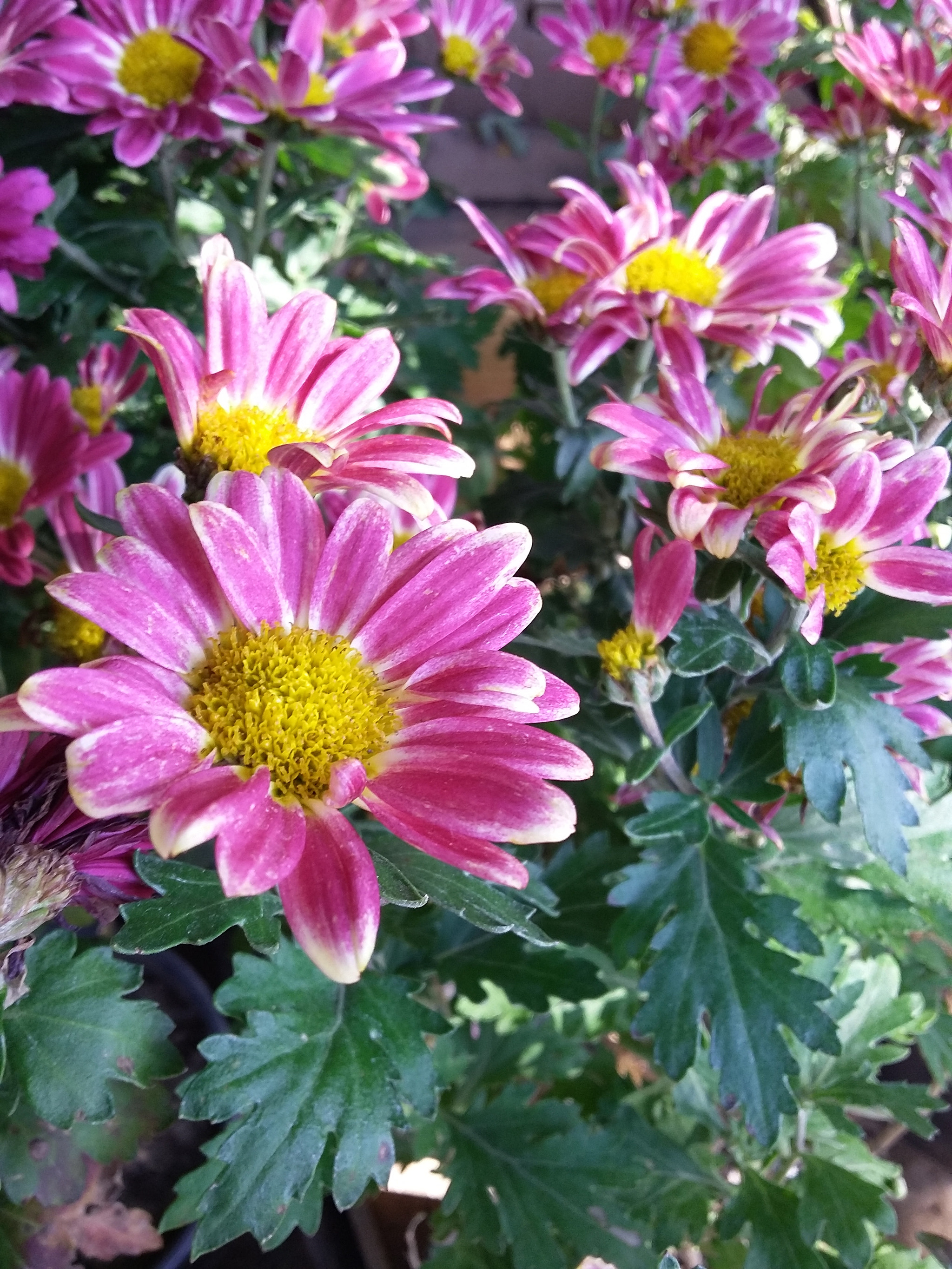 Samsung Galaxy E5 sample photo. Happy photography