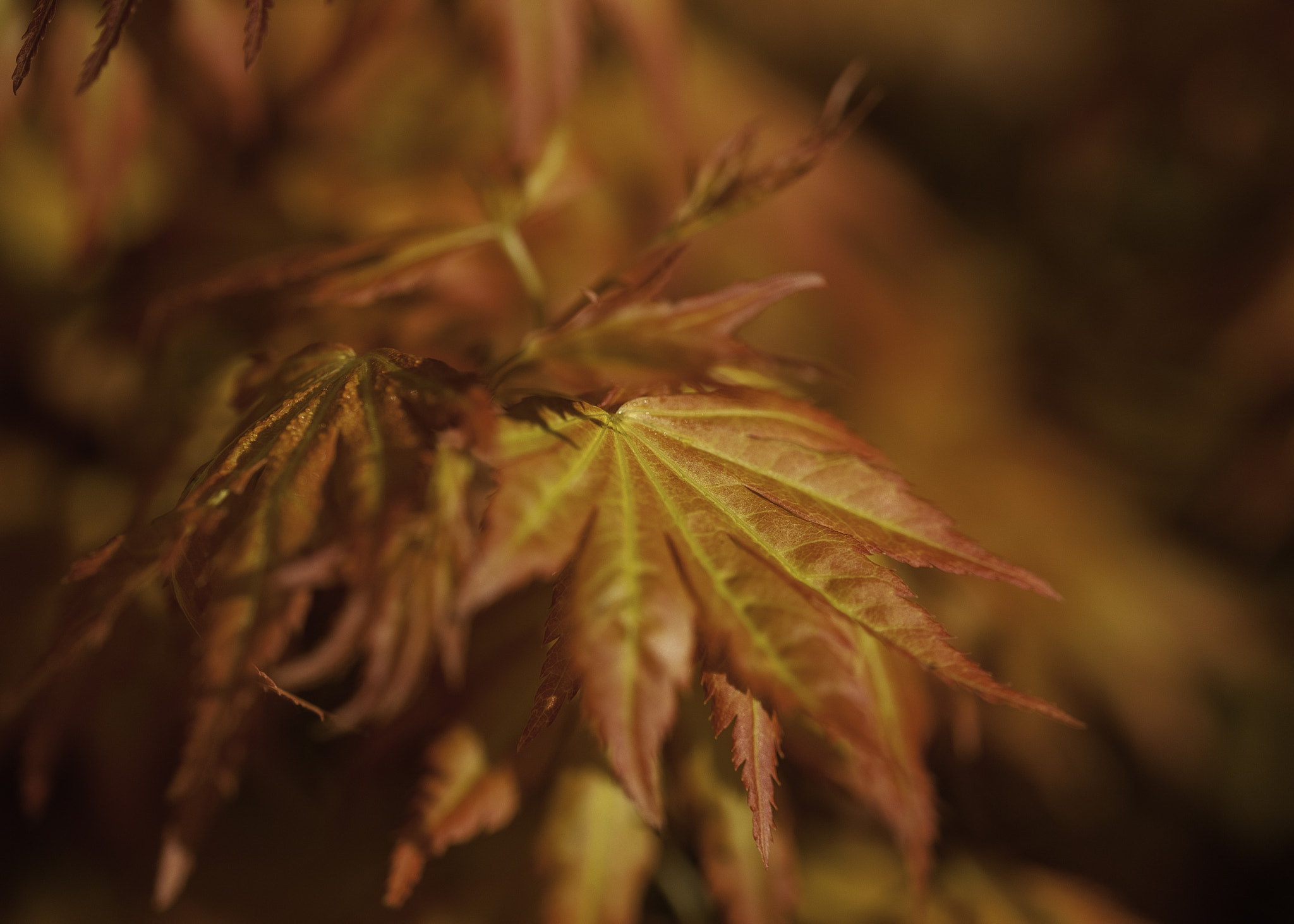 Sigma 105mm F2.8 EX DG OS HSM sample photo. Autumn leaves photography