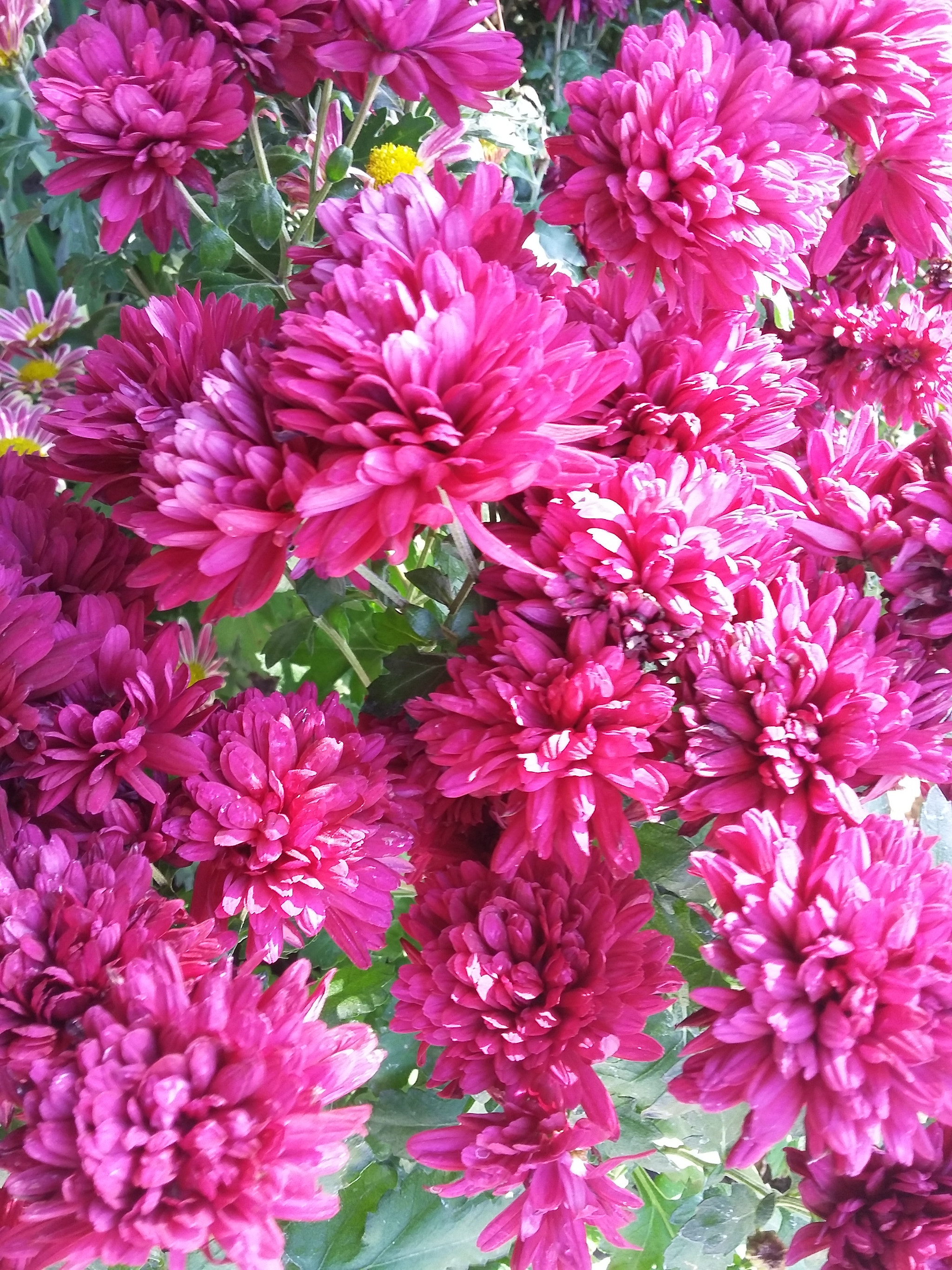 Samsung Galaxy E5 sample photo. November  photography