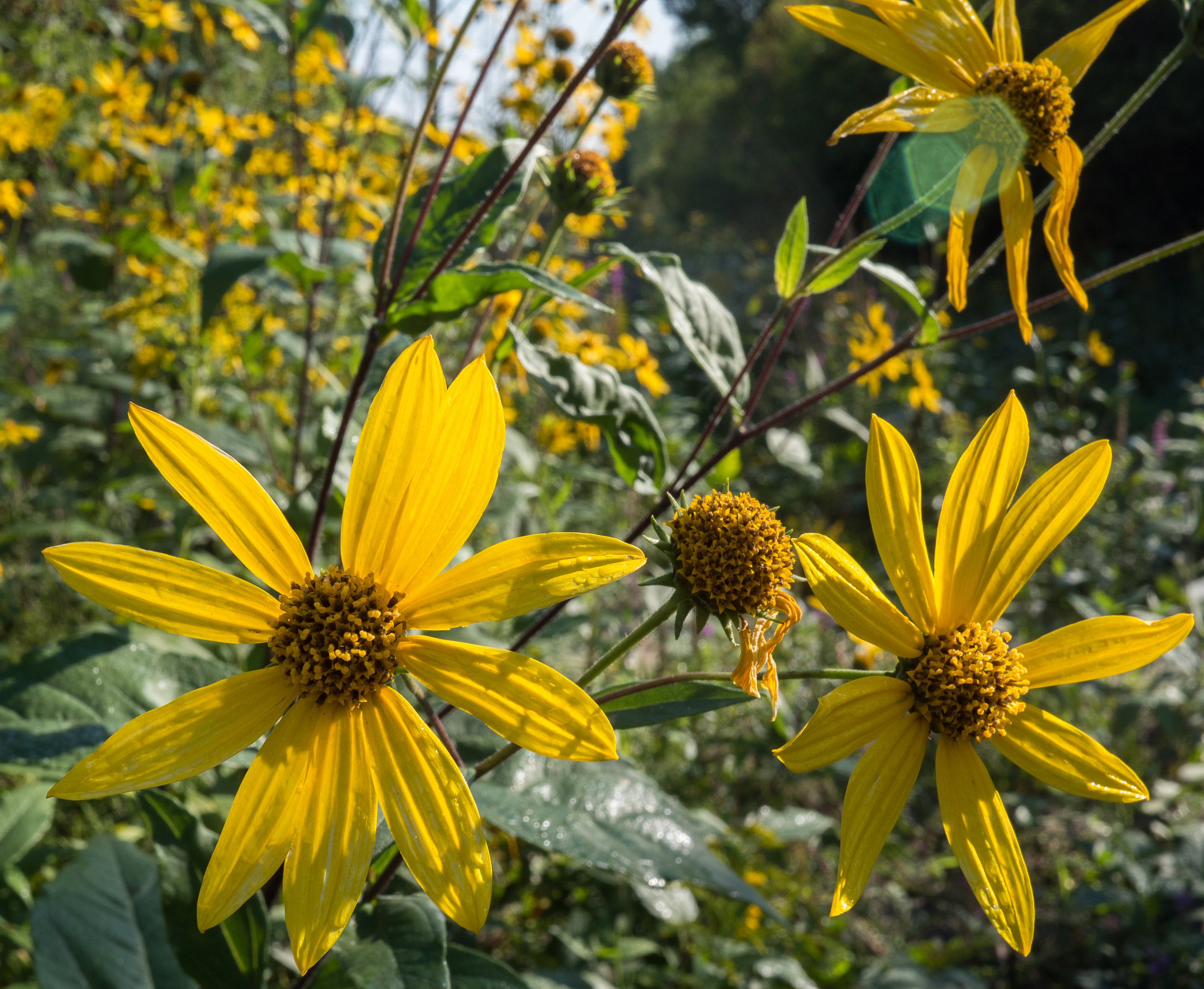 Olympus OM-D E-M5 II + LUMIX G 20/F1.7 II sample photo. Fall colours photography