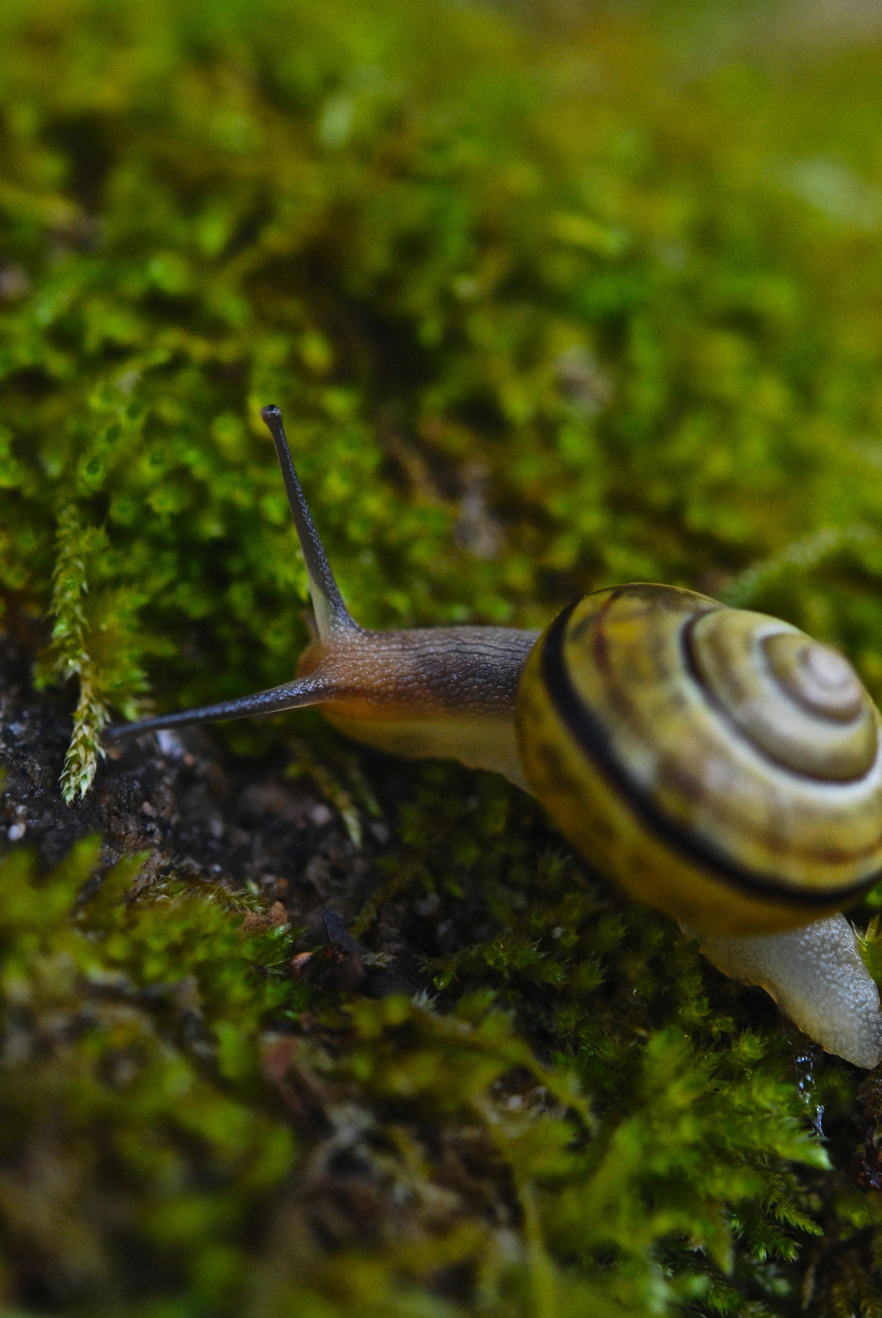 Nikon AF-S Micro-Nikkor 60mm F2.8G ED sample photo