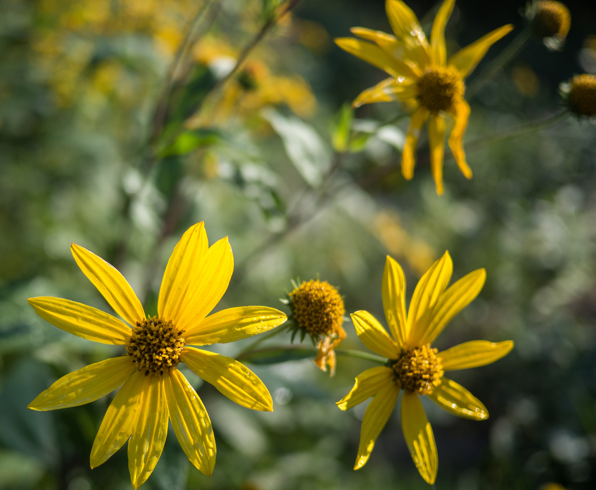 Olympus OM-D E-M5 II + LUMIX G 20/F1.7 II sample photo. Fall colours photography