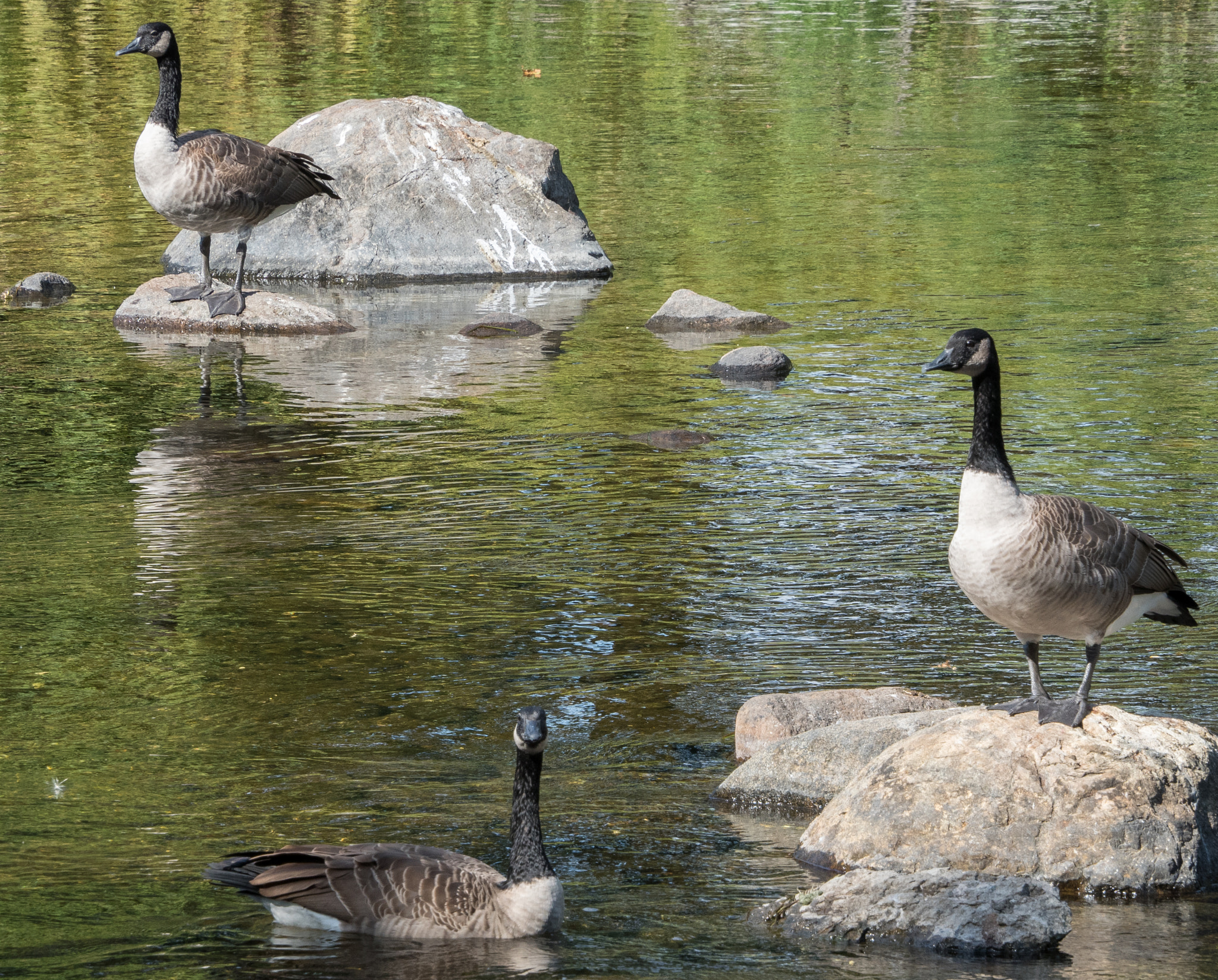 Olympus OM-D E-M5 II sample photo. Fall colours photography