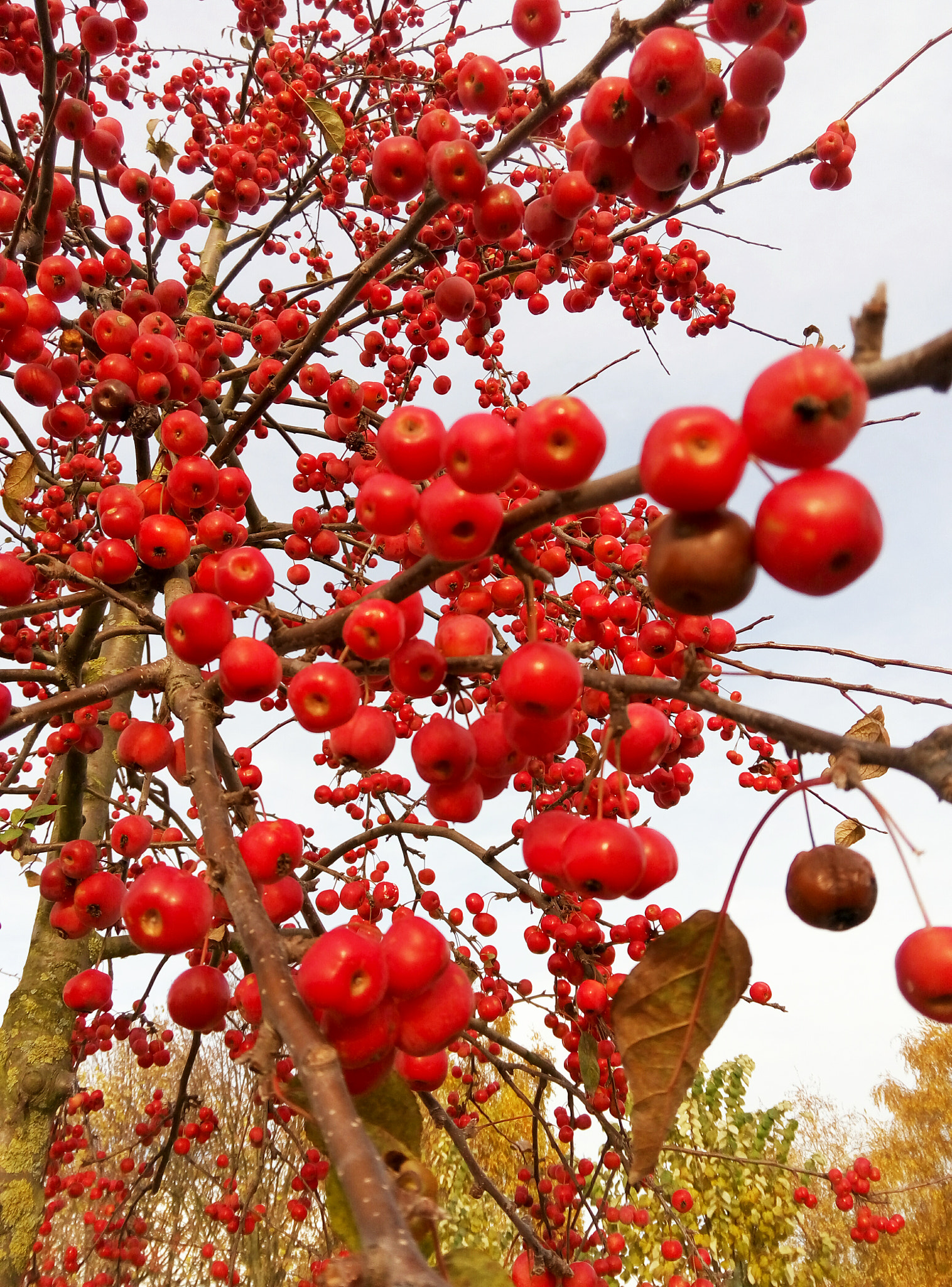 Meizu m1 note sample photo. Fruitful photography