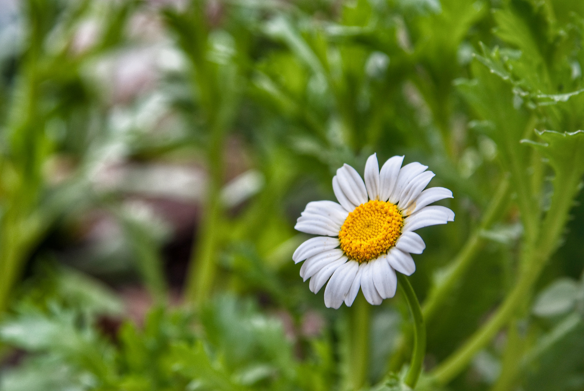 Minolta AF 35-105mm F3.5-4.5 sample photo. Flower photography