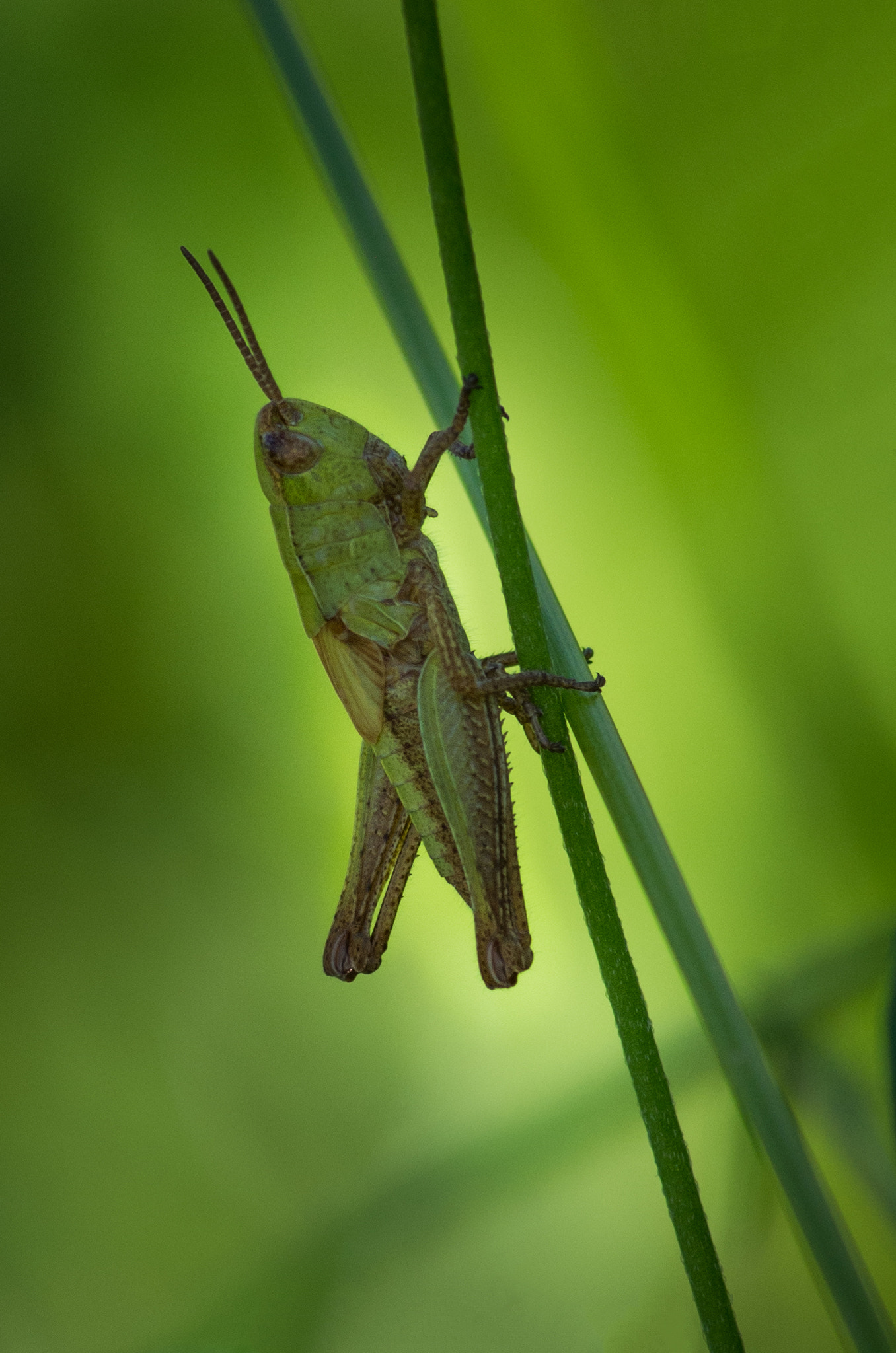 Pentax smc D-FA 100mm F2.8 Macro WR sample photo. Image1 photography