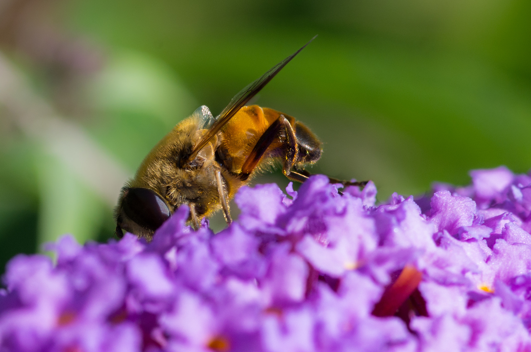 Pentax smc D-FA 100mm F2.8 Macro WR sample photo. Image photography