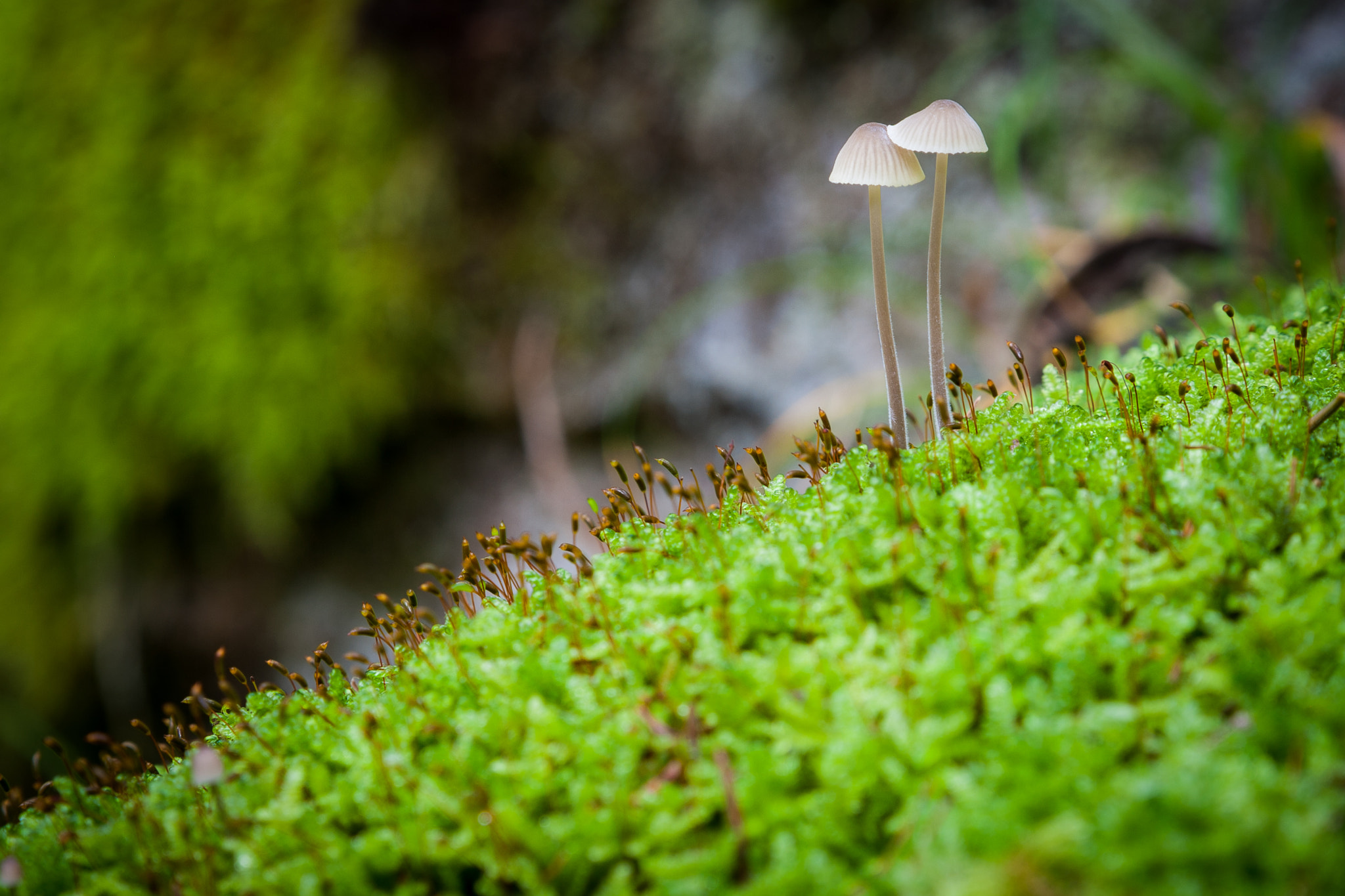 Canon EOS-1D Mark III sample photo. Elfs photography