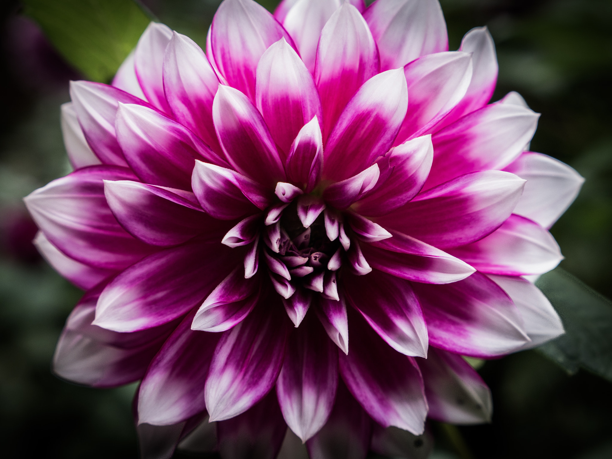 Panasonic Lumix DMC-GX7 sample photo. Flower photography