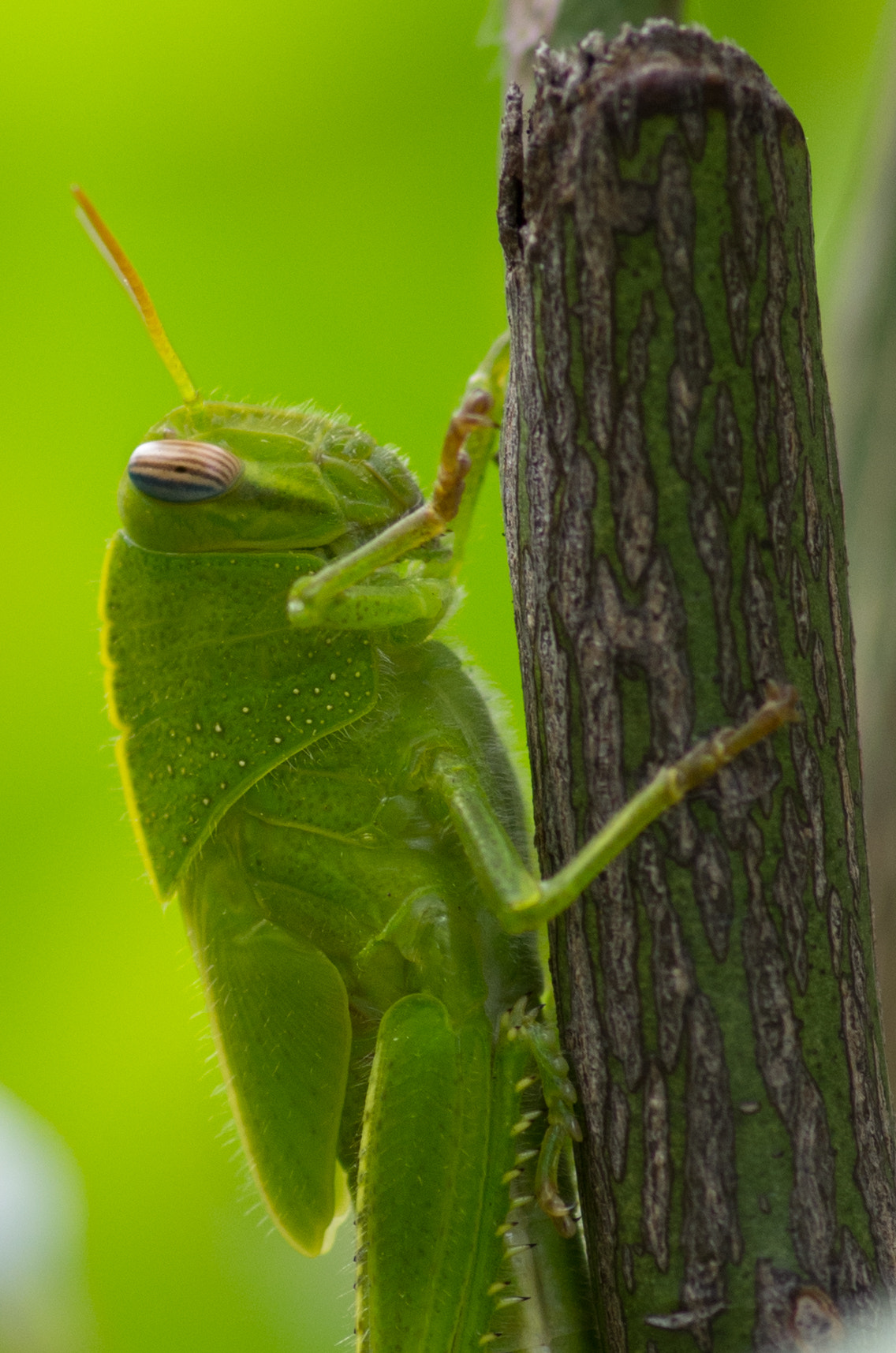 Pentax smc D-FA 100mm F2.8 Macro WR sample photo. Crop photography