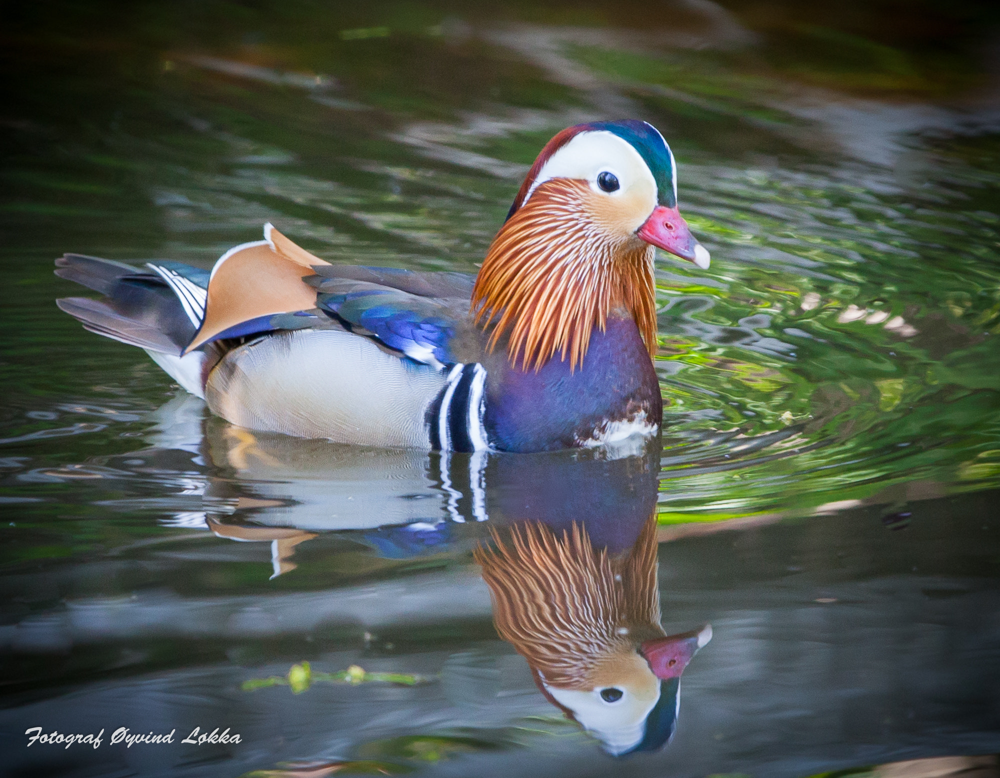 Canon EOS 5D Mark II sample photo. Mandarin duck photography