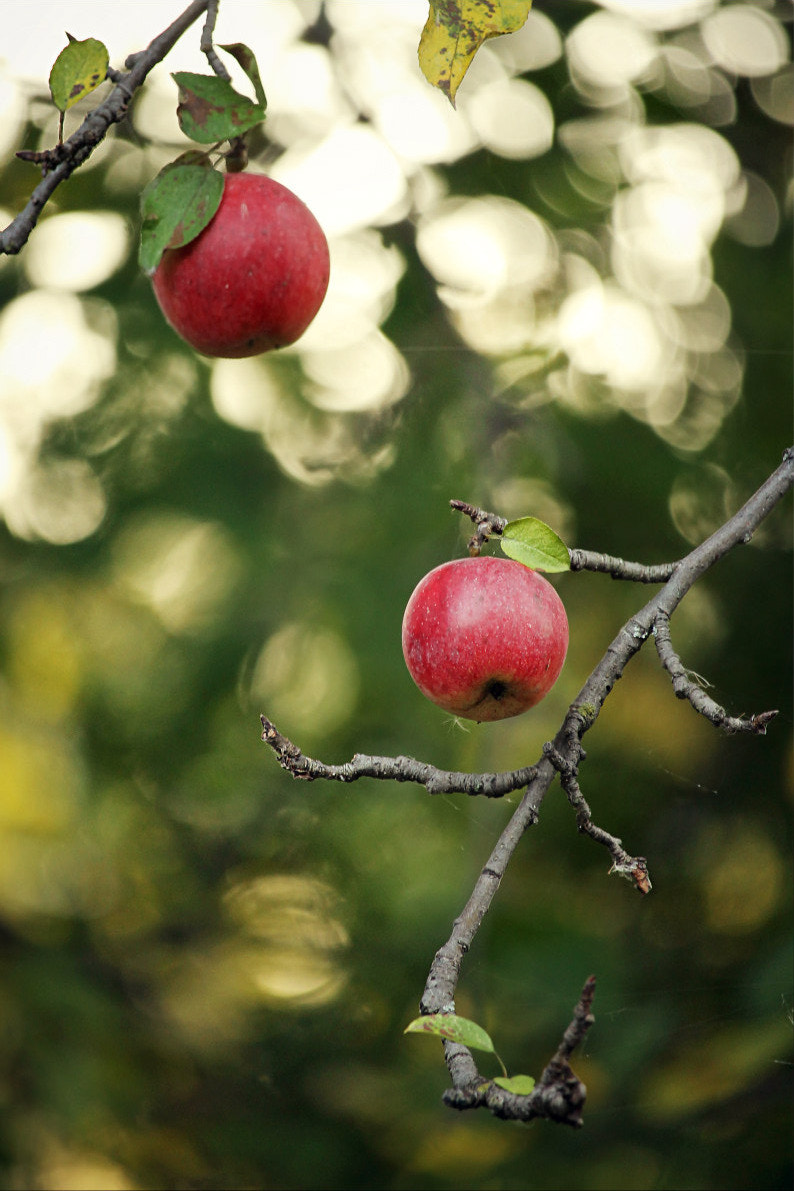 Canon EF-S 55-250mm F4-5.6 IS STM sample photo
