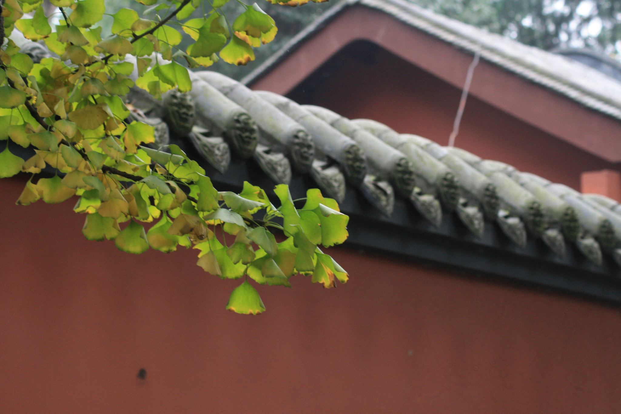 Canon EOS 1000D (EOS Digital Rebel XS / EOS Kiss F) sample photo. 秋 photography