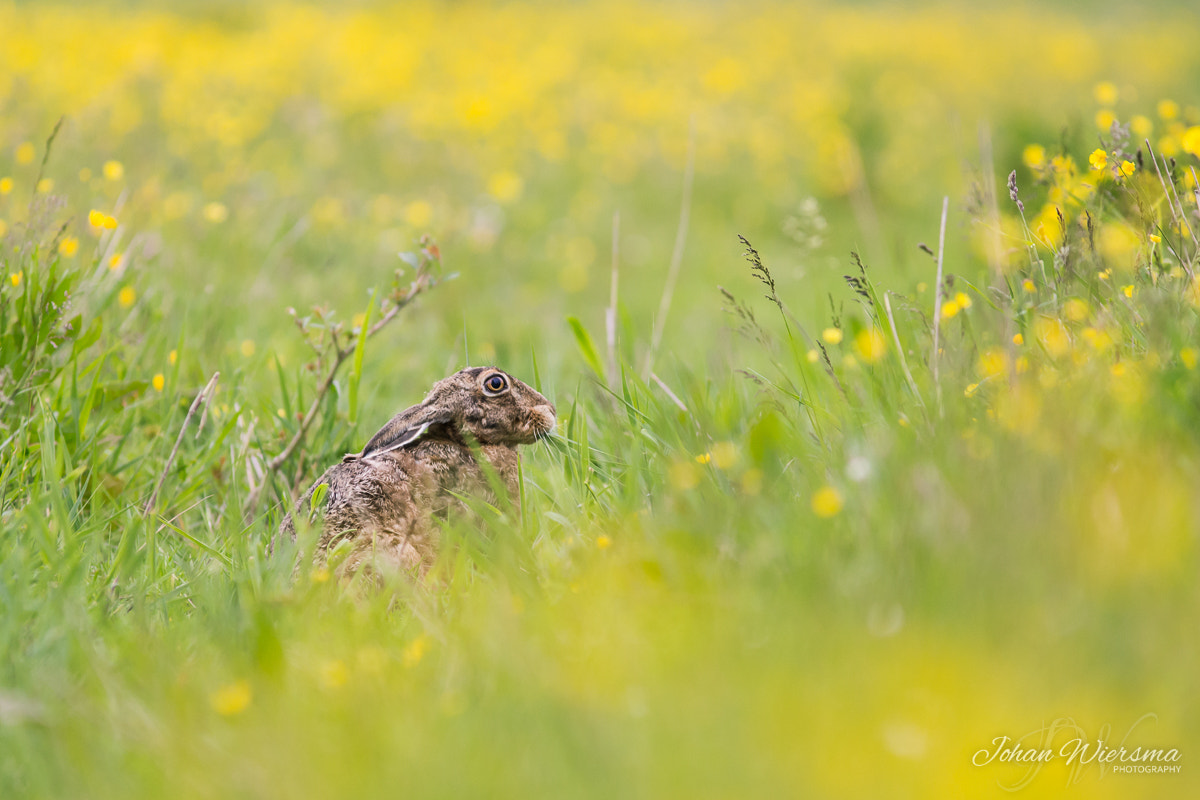 Canon EF 300mm F4L IS USM sample photo. Hare in a field of buttercups photography