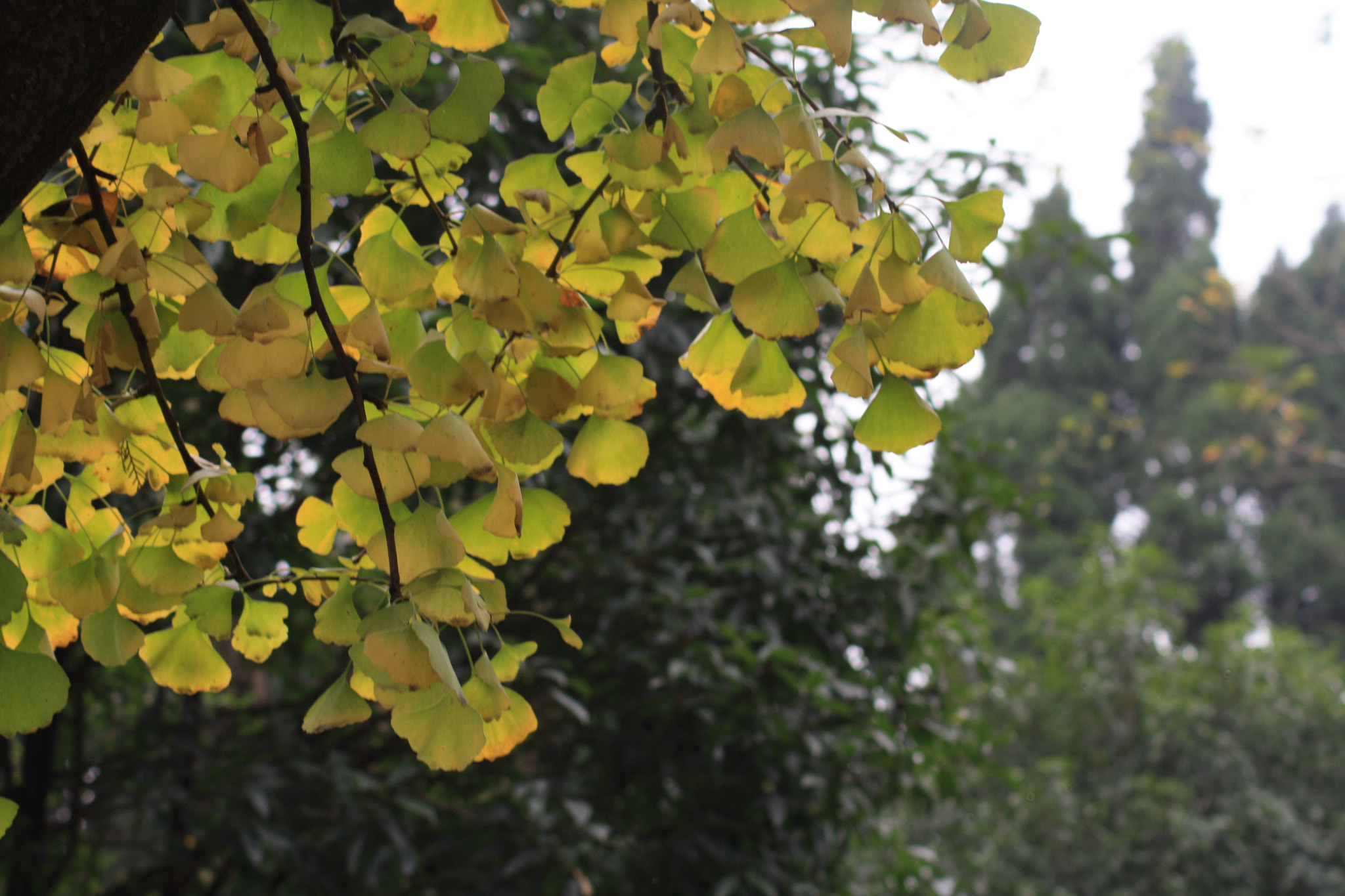 Canon EOS 1000D (EOS Digital Rebel XS / EOS Kiss F) sample photo. 秋 photography