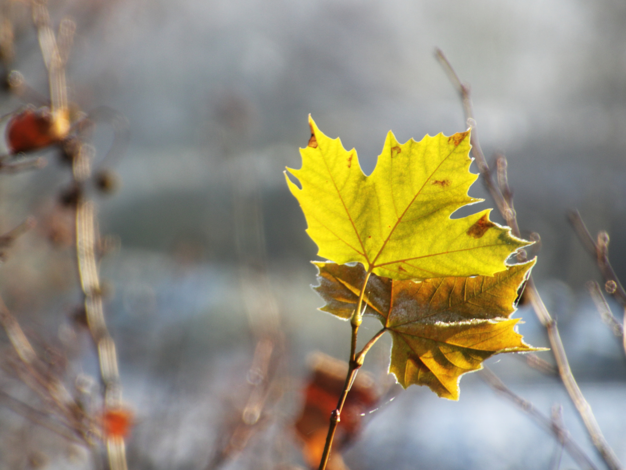 Canon EOS 1200D (EOS Rebel T5 / EOS Kiss X70 / EOS Hi) sample photo. Morning frost photography